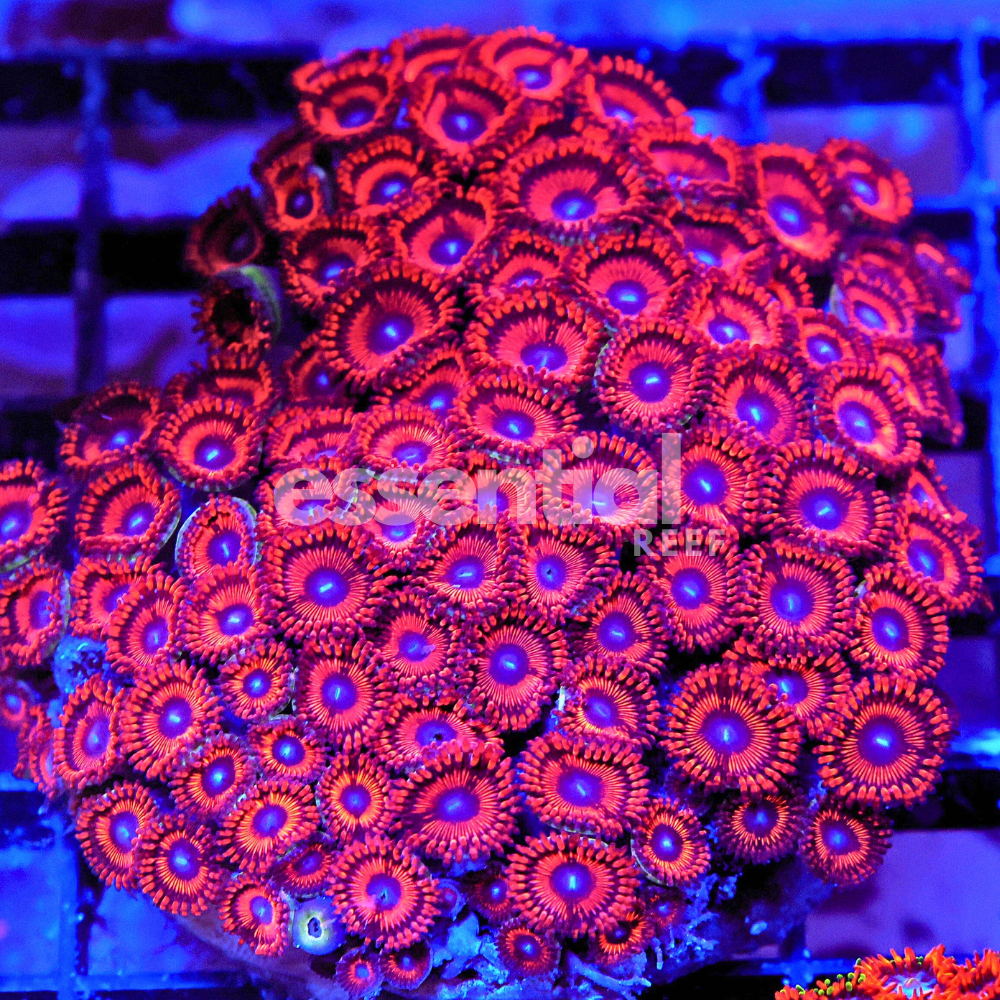 Red Oxide Zoa