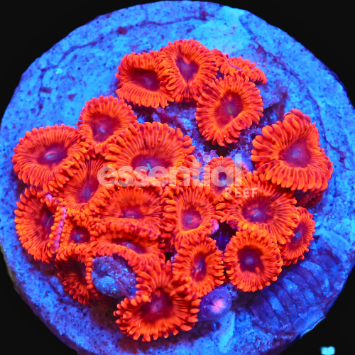 Utter Mayhem Zoa