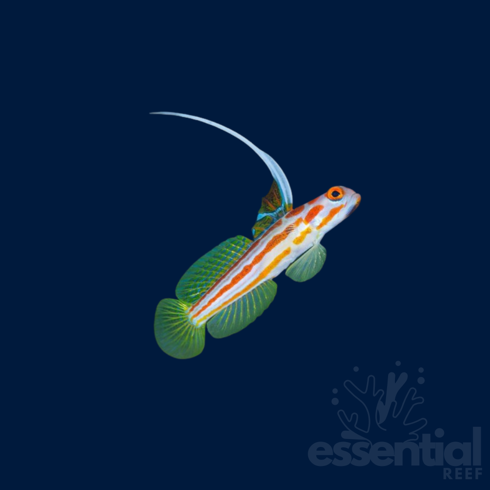 Yasha Goby