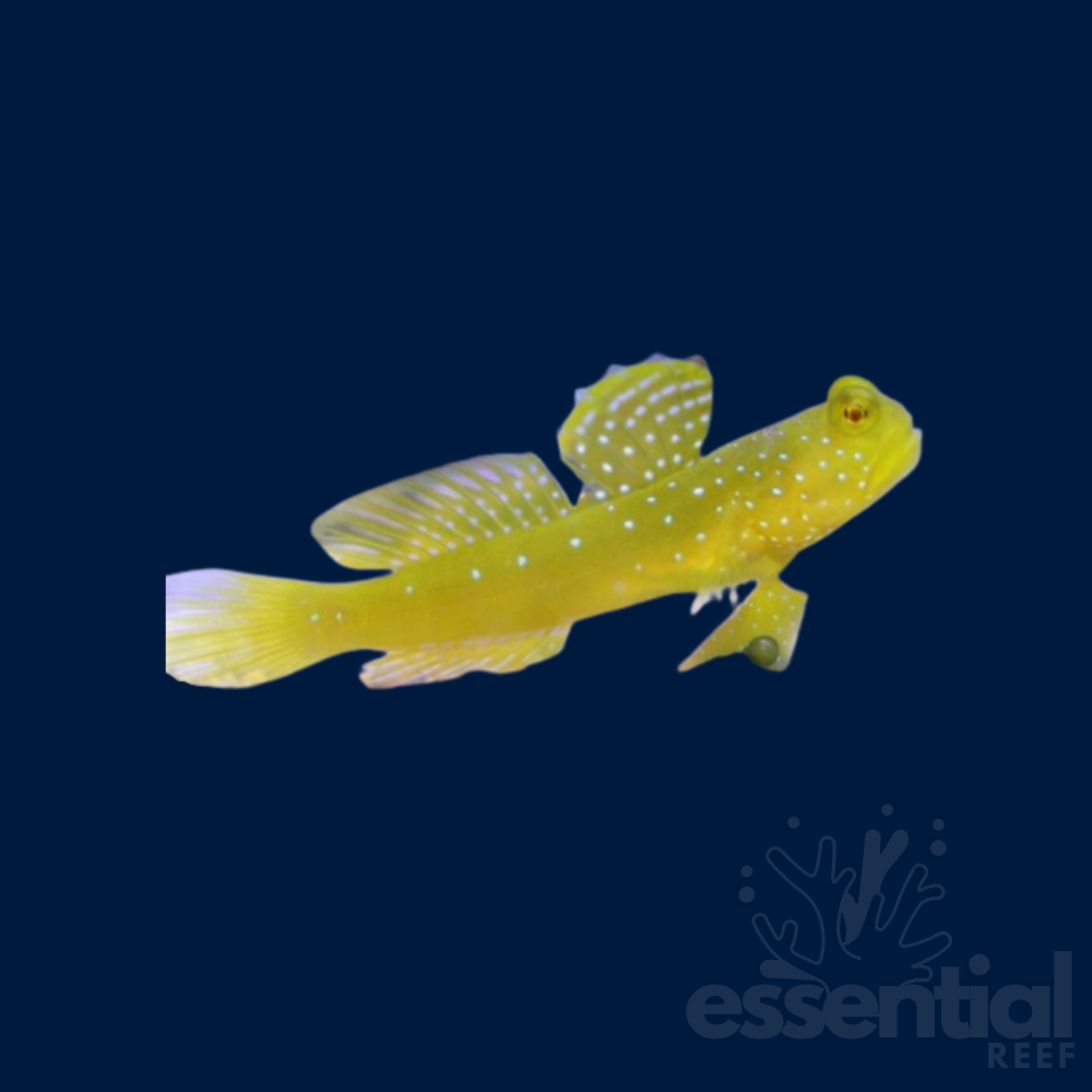 Yellow Watchman Goby