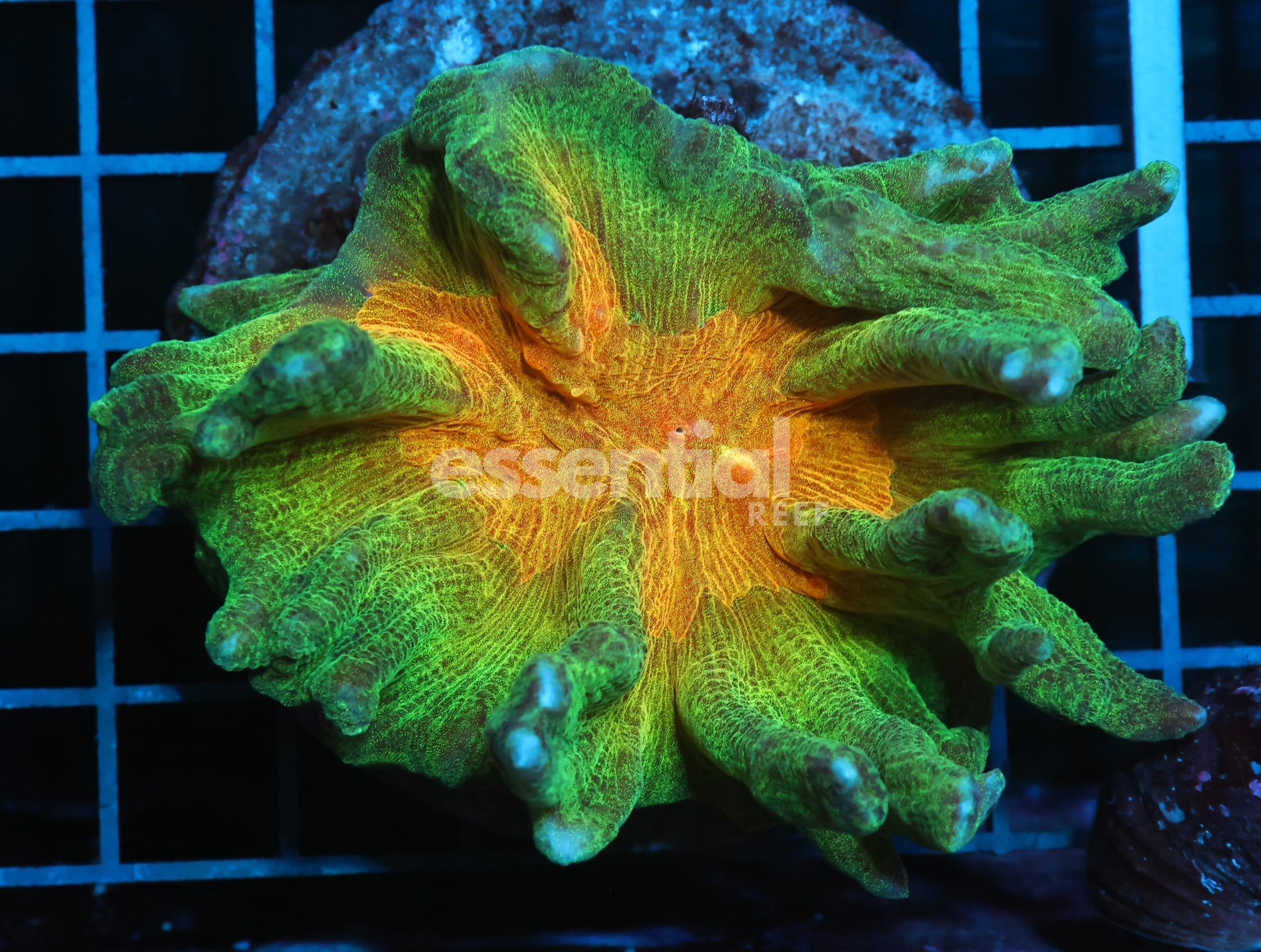Watermarked - B01 -INDO SUNGLOW CENTER PECTINA