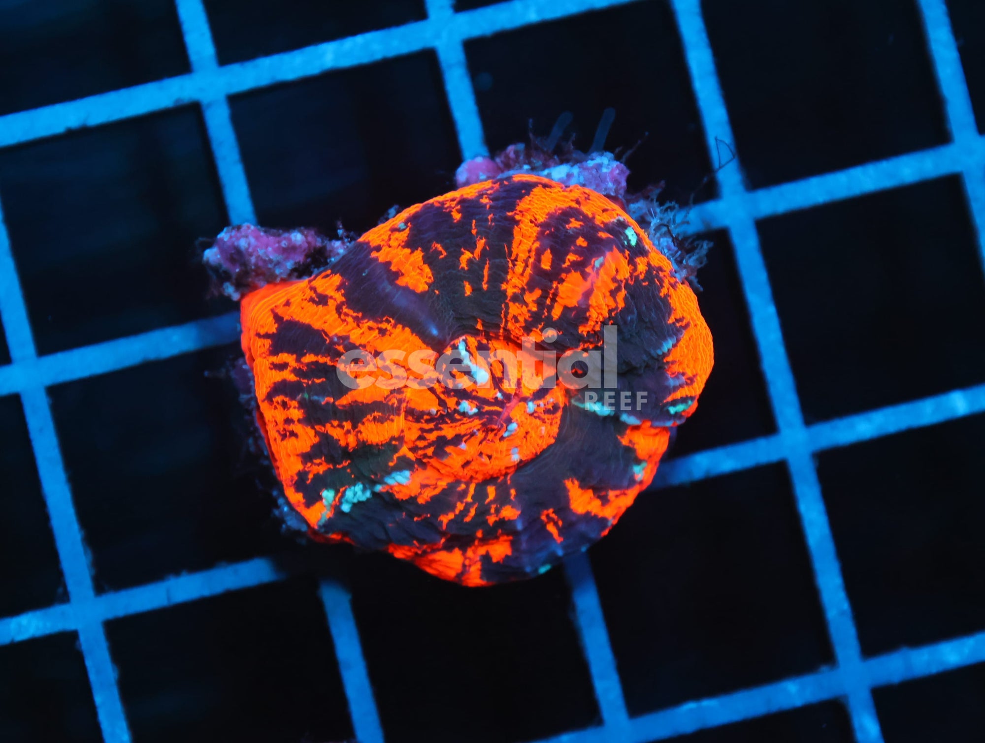 Watermarked - B02 -AUSSIE WAR PAINT SCOLYMIA AUSTRALIS
