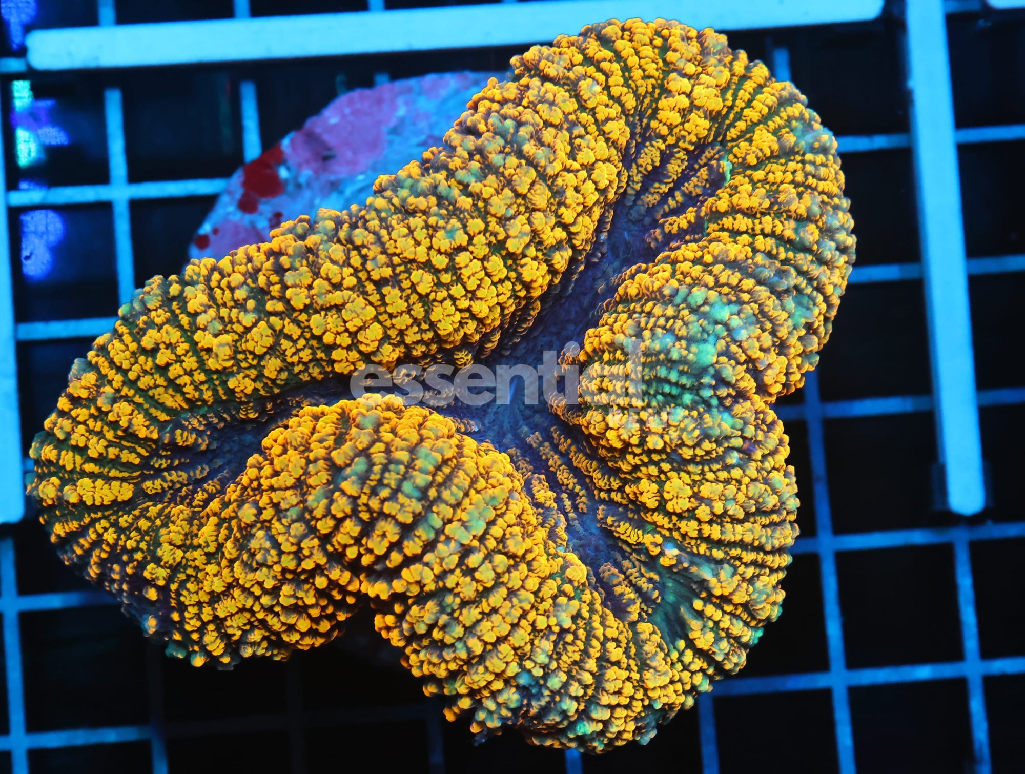 Watermarked - B03 -INDO GOLD CARPET LOBO