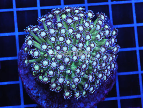 Watermarked - B04 -INDO GLITTER BOMB GONIOPORA