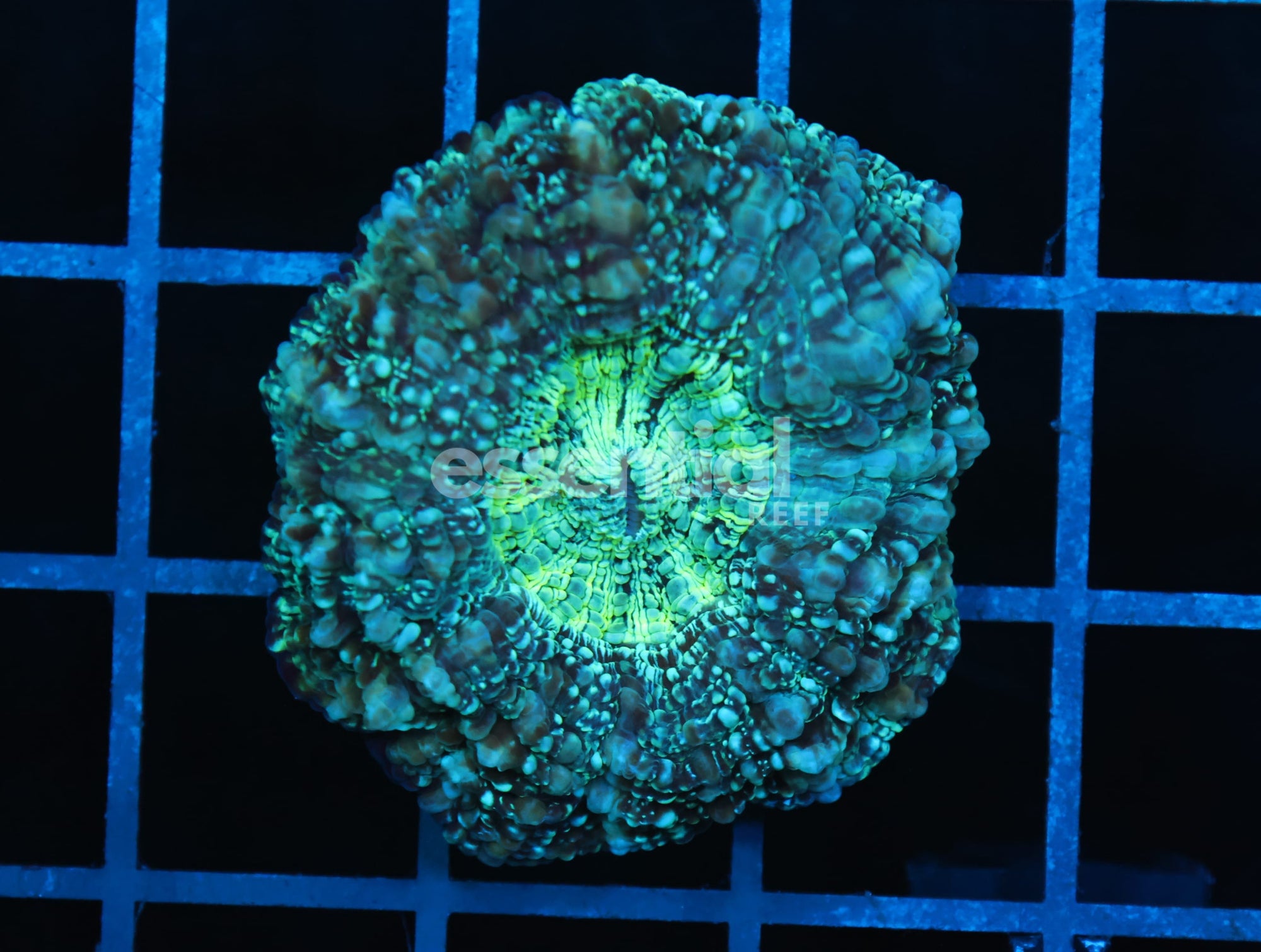 Watermarked - B05 -AUSSIE SPEARMINT ACANTHOPHYLLIA
