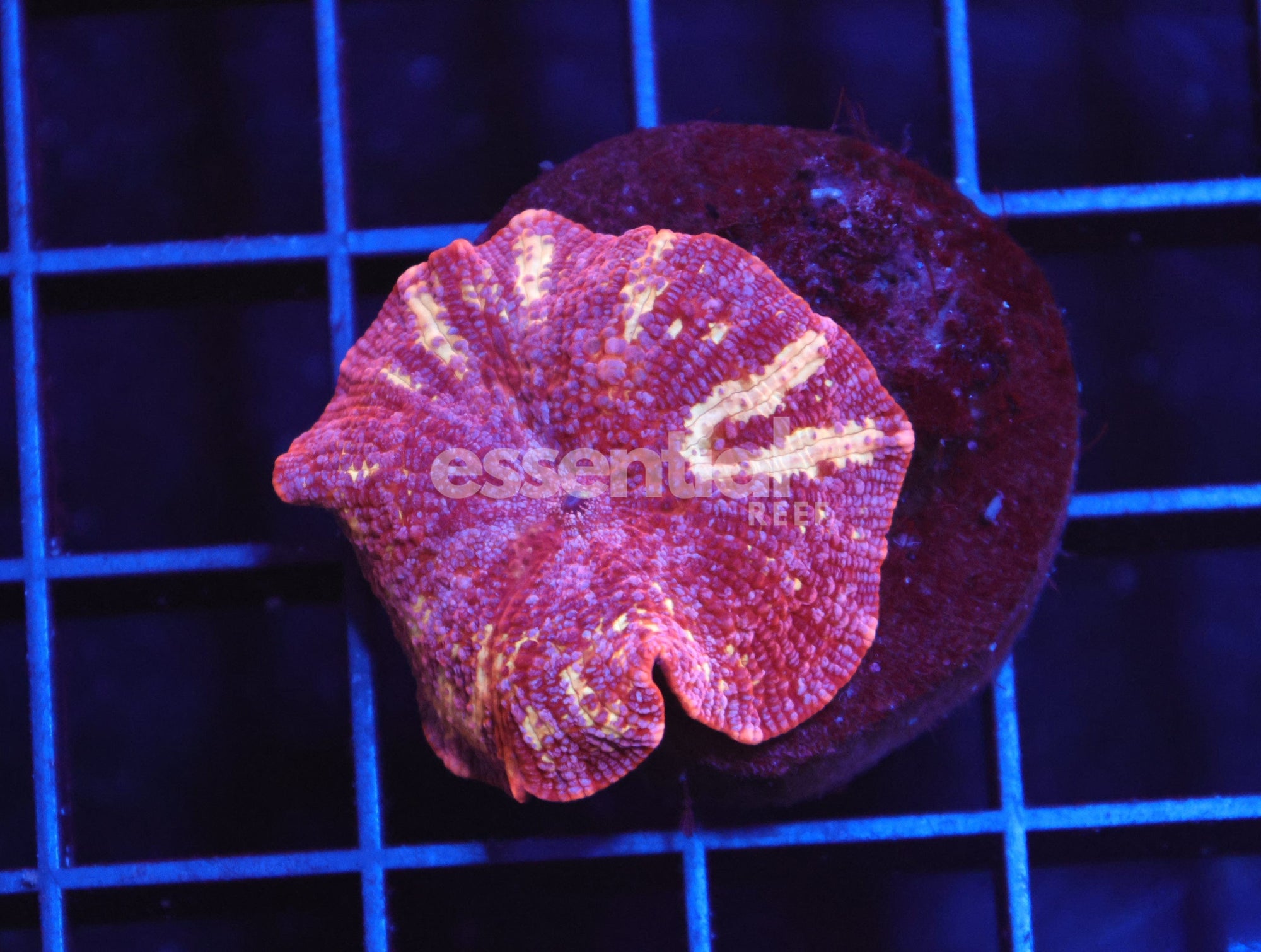 Watermarked - B06 -TIGER LILLY DISCO MUSHROOM