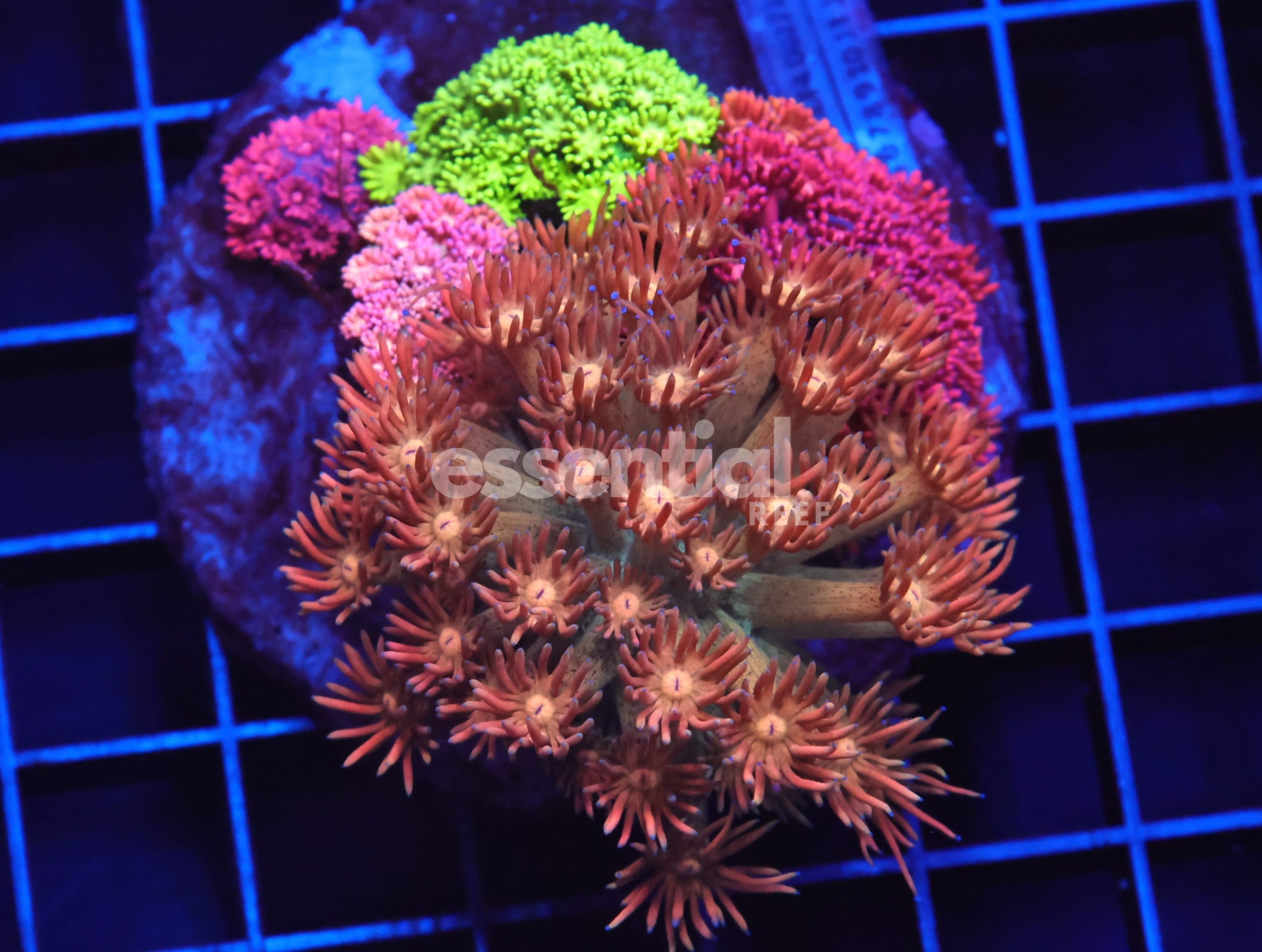 Watermarked - B07 -Indo Rainbow Combo Goniopora