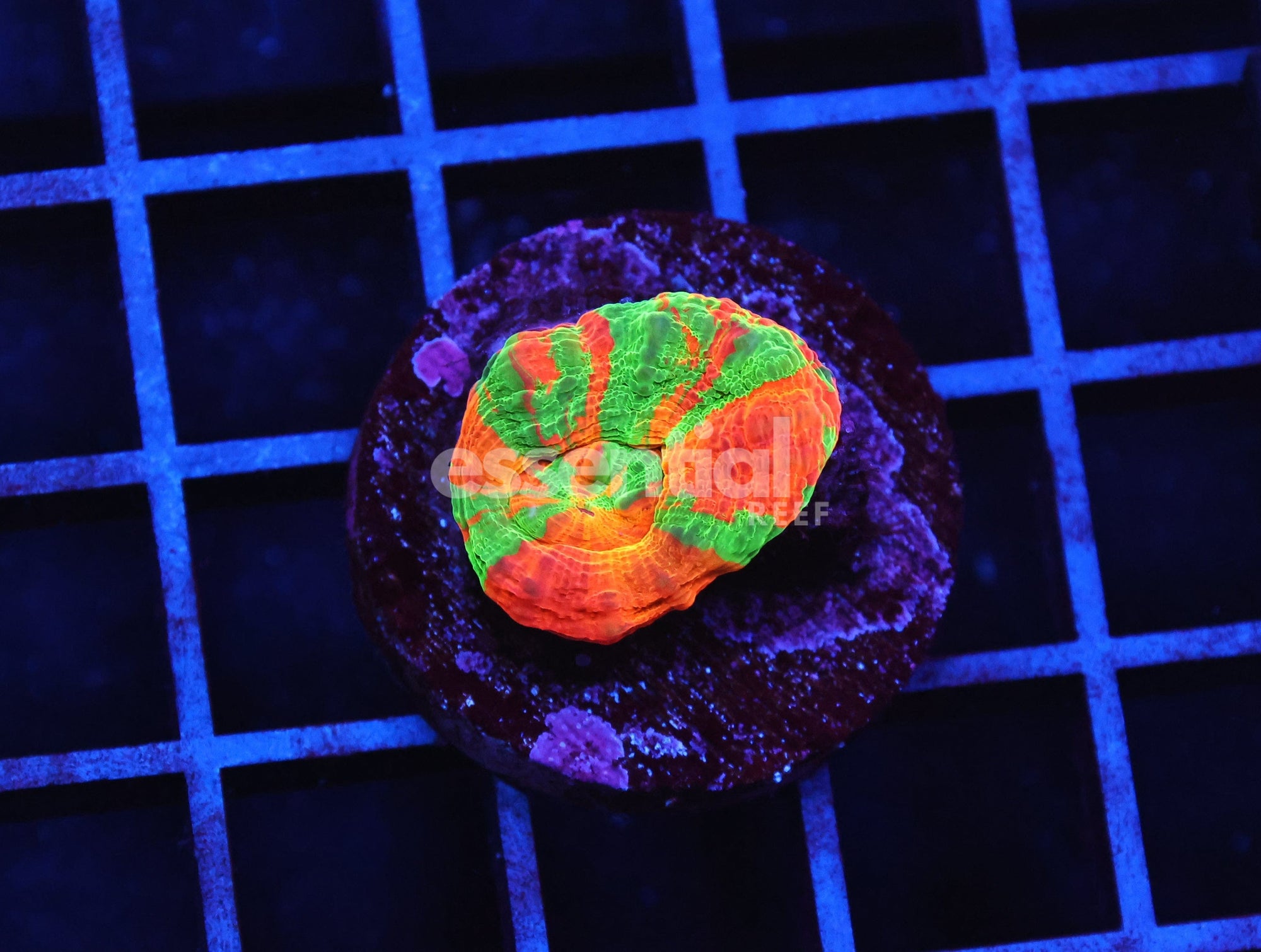 Watermarked - B08 -BLEEDING APPLE SCOLYMIA AUSTRALIS CULTURED