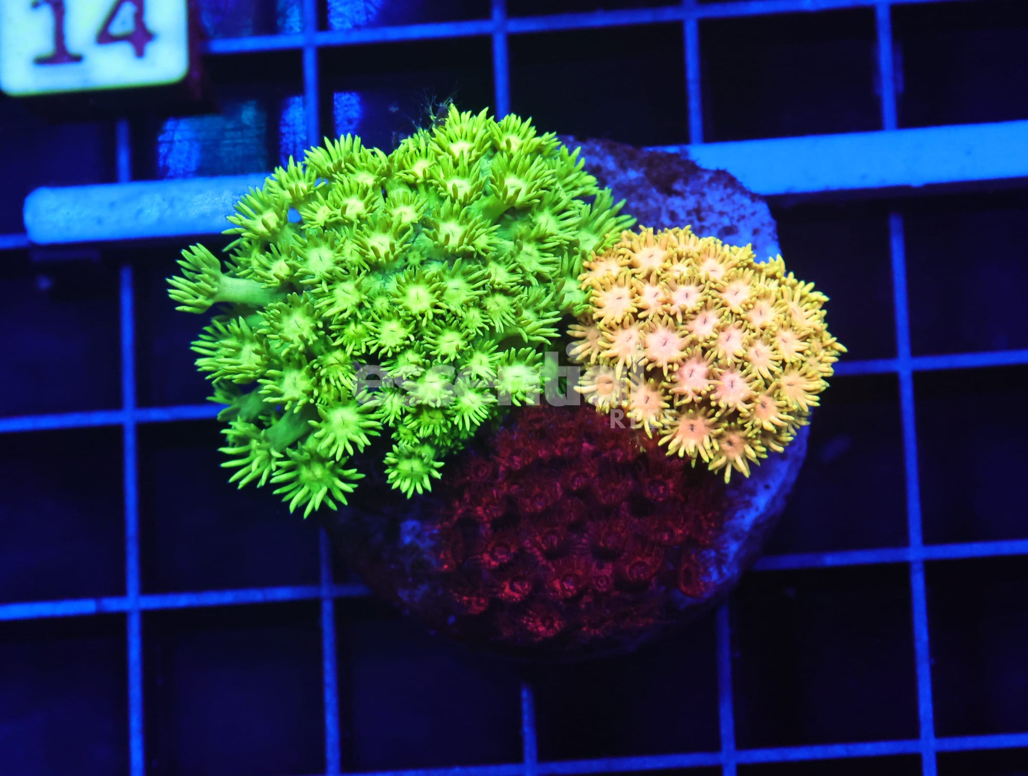 Watermarked - B09 -Indo Rainbow Combo Goniopora