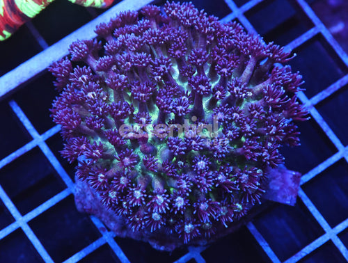 Watermarked - B10 -INDO GLITTER BOMB GONIOPORA