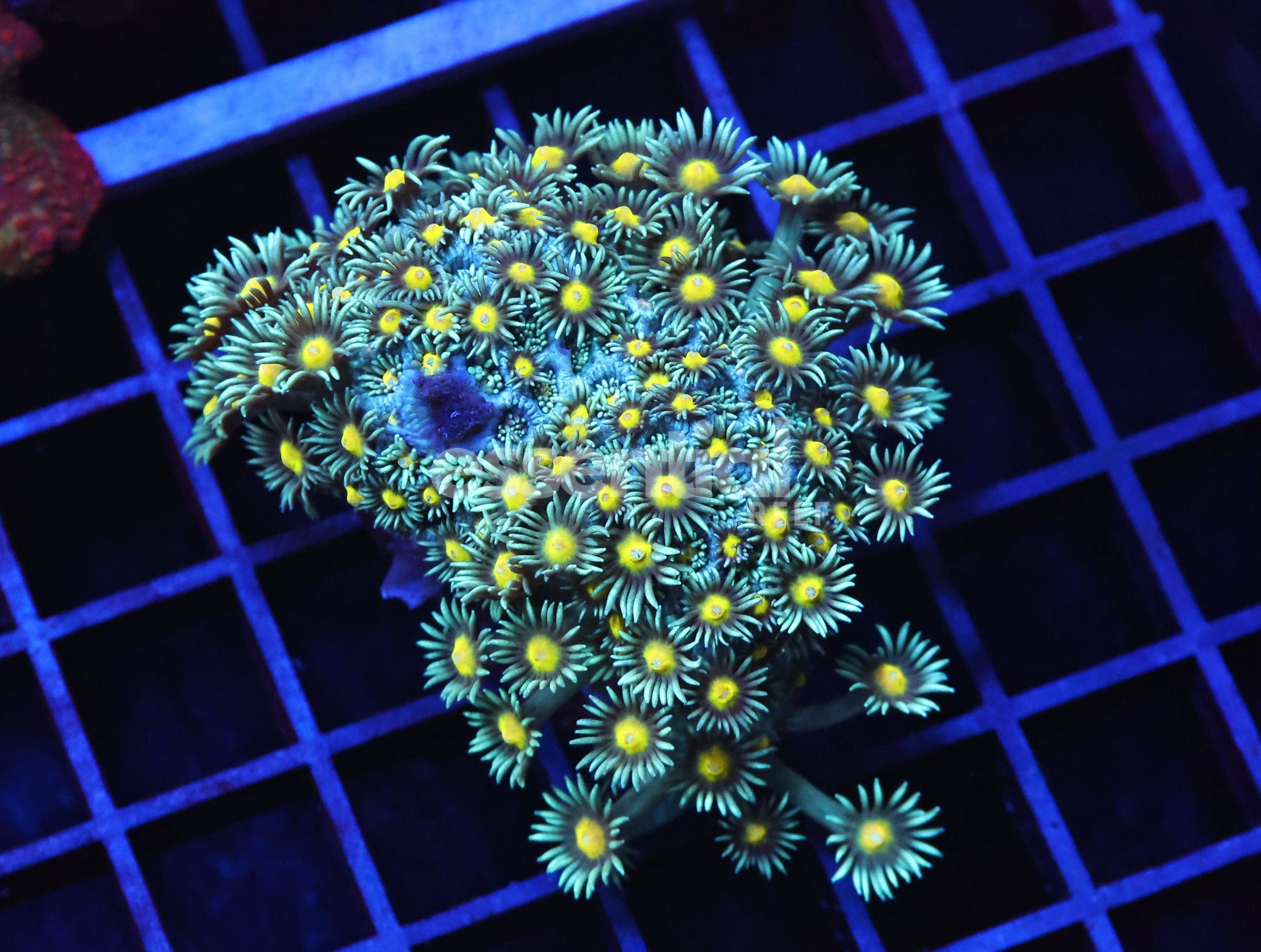 Watermarked - B100 - INDO YELLOW SNOWCONE GONIOPORA