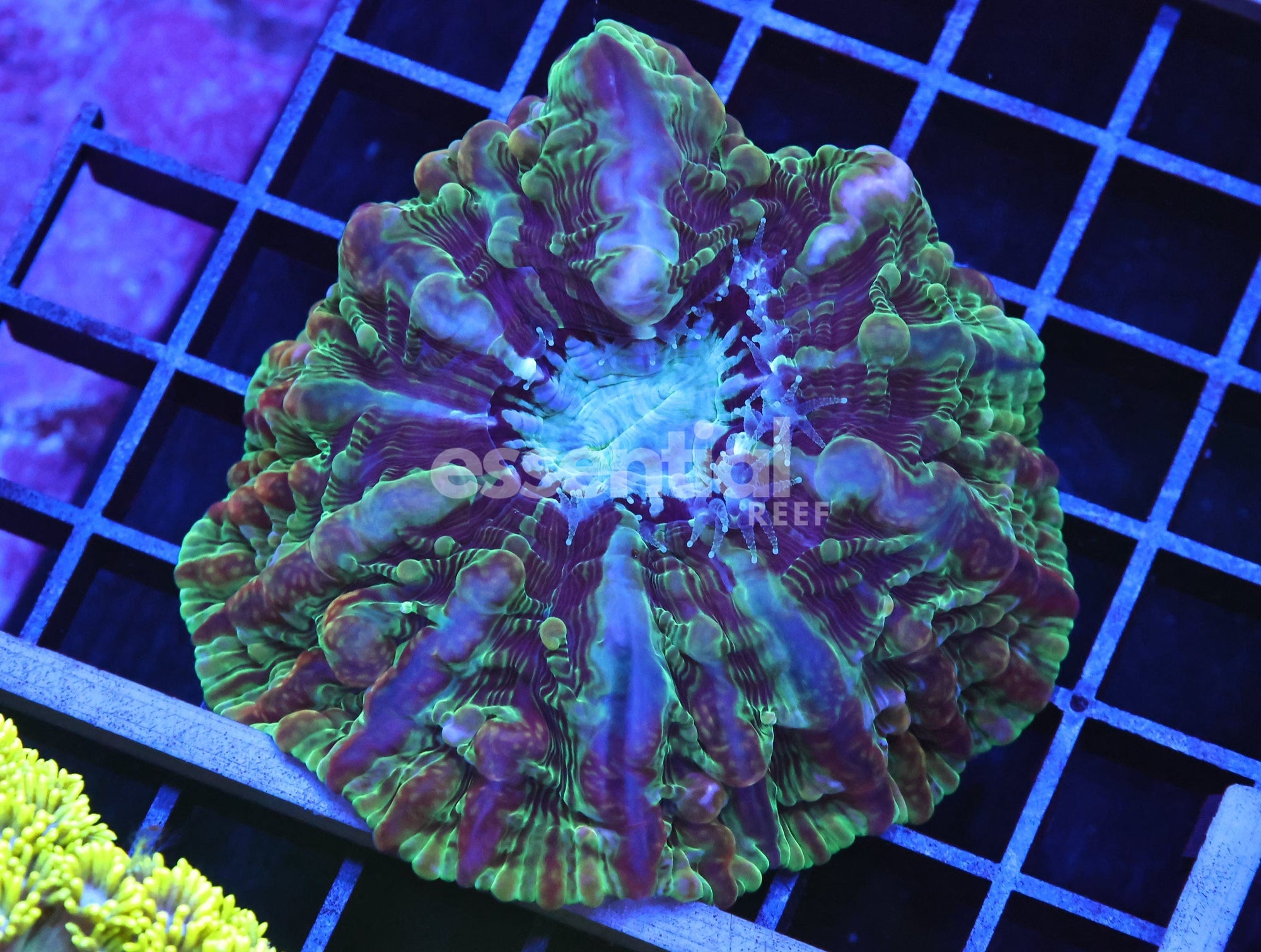 Watermarked - B101 - RIDDLERS REVERNGE INDOPHYLLIA