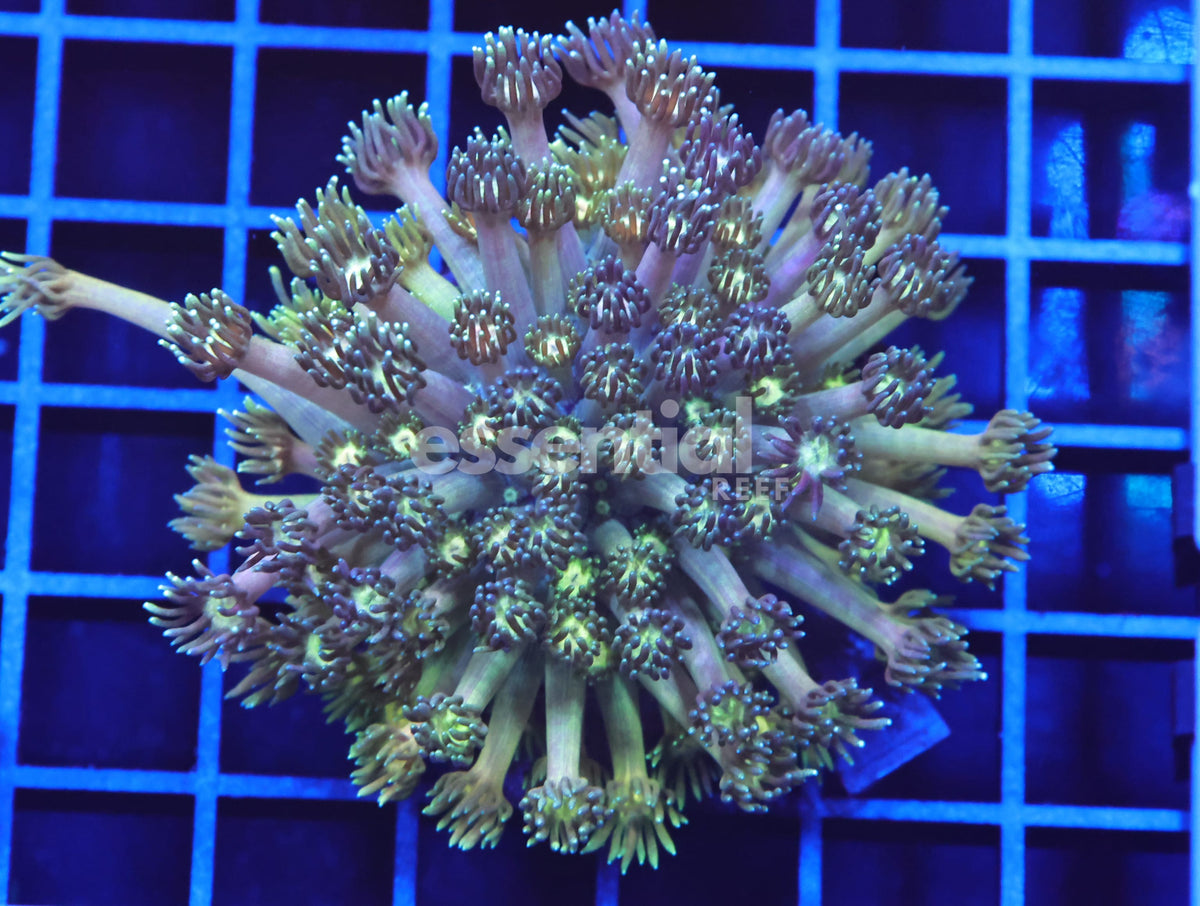 Watermarked - B102 - Indo Static Shock Goniopora