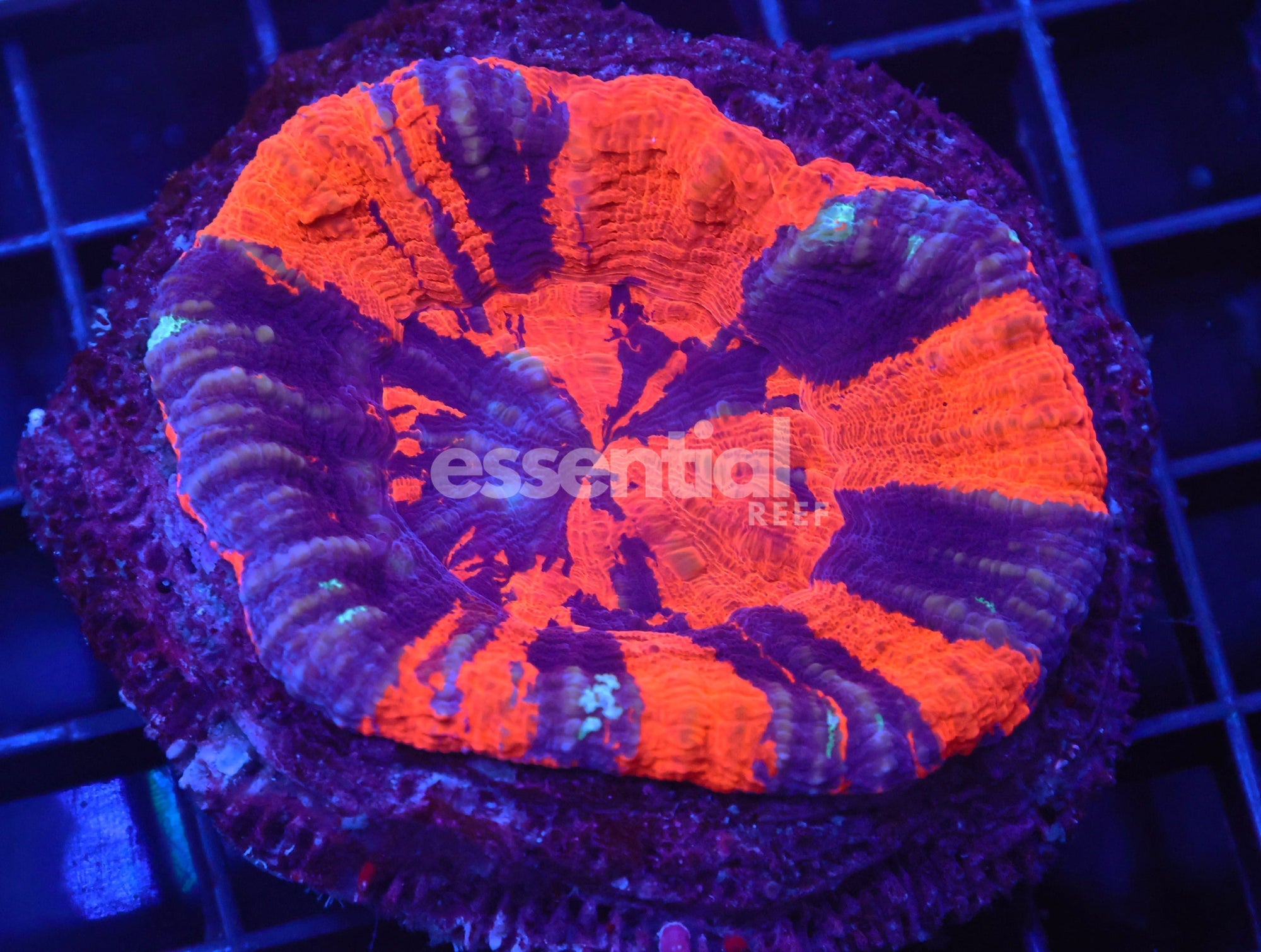 Watermarked - B103 - Aussie War Paint Scolymia Australis