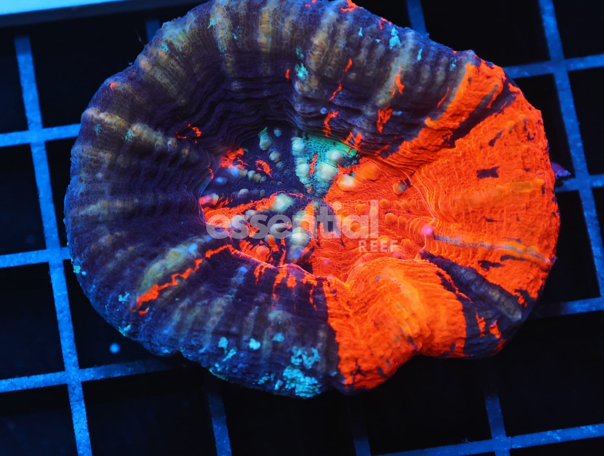 Watermarked - B104 - AUSSIE WAR PAINT SCOLYMIA AUSTRALIS