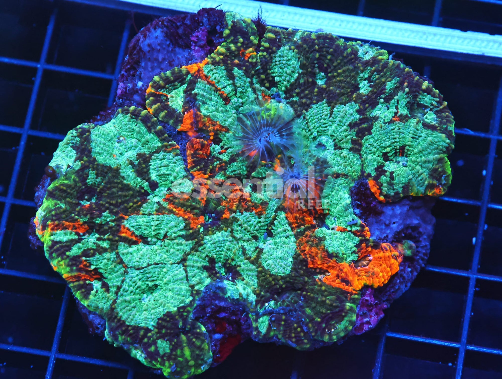 Watermarked - B108 - INDO ULTRA MARBLED ACAN ECHINATA