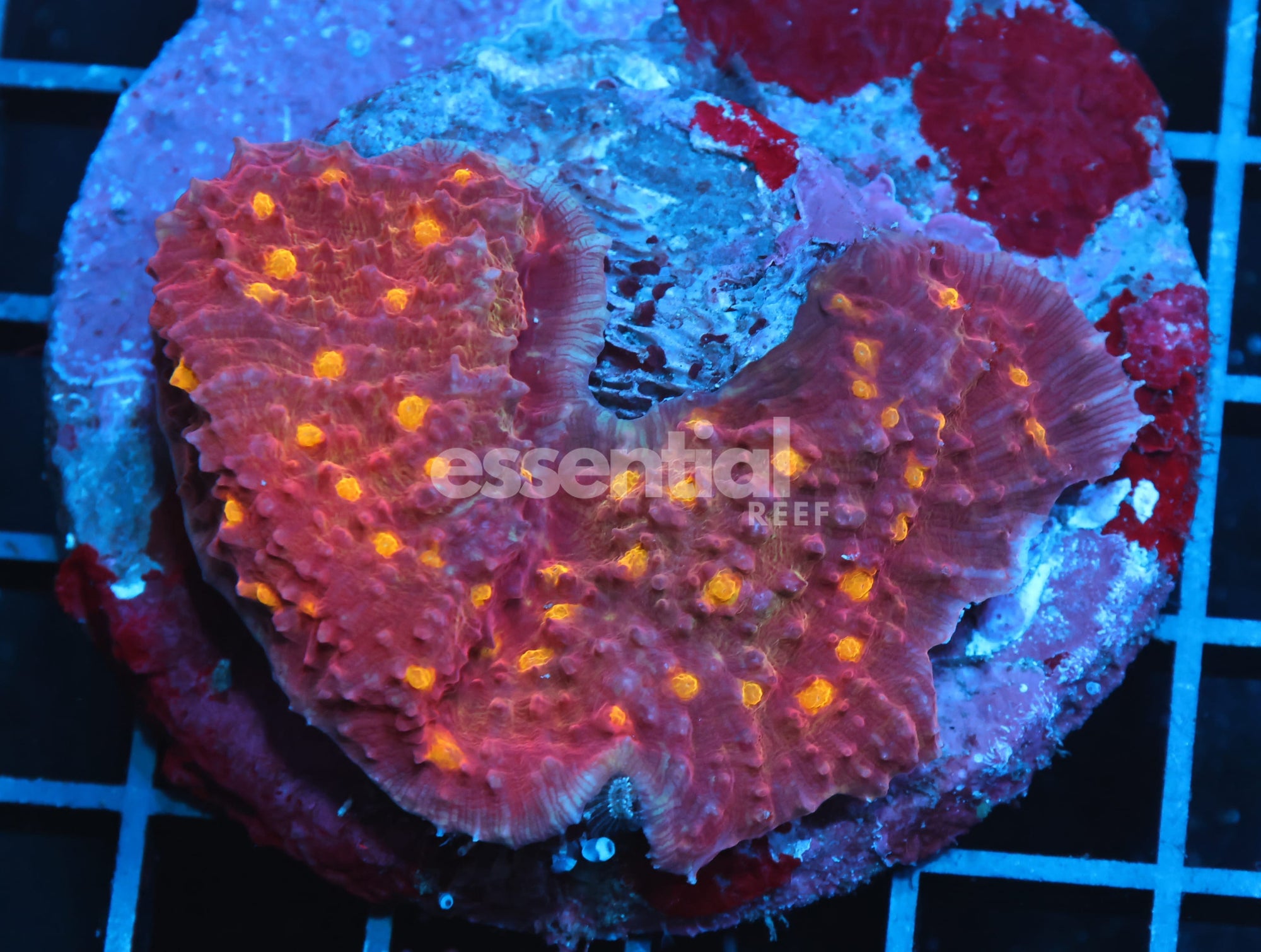 Watermarked - B11 -INDO GOLDEN EYE CHALICE