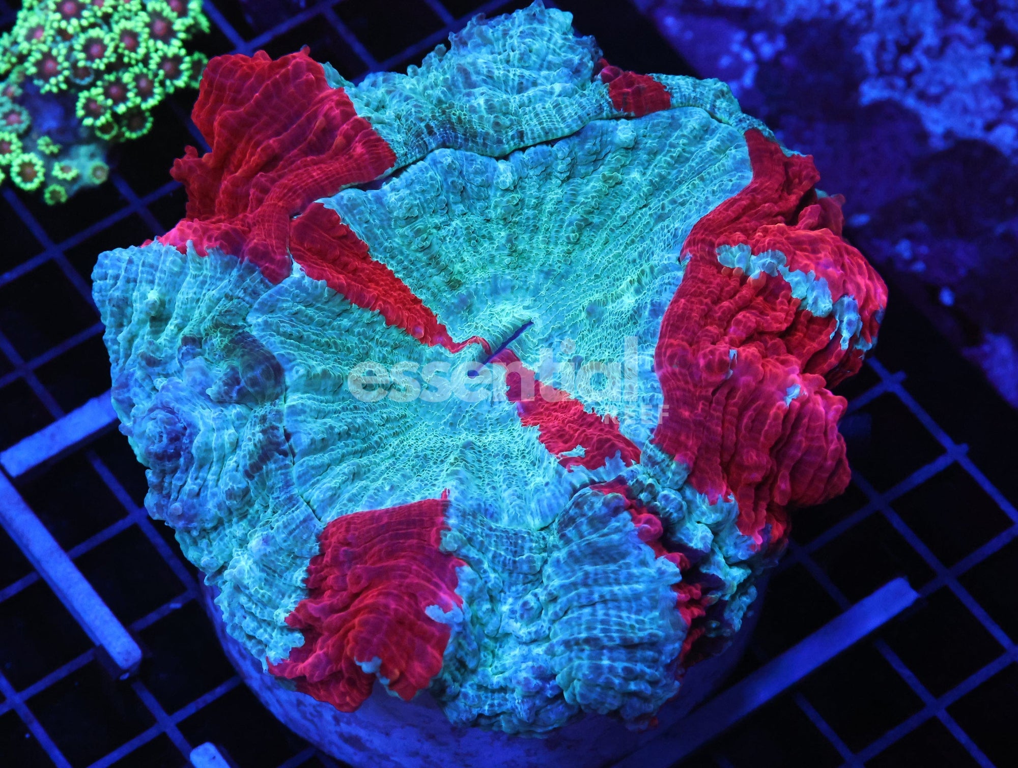 Watermarked - B110 - MALAYSIAN SPIDERMAN ACANTHOPHYLLIA