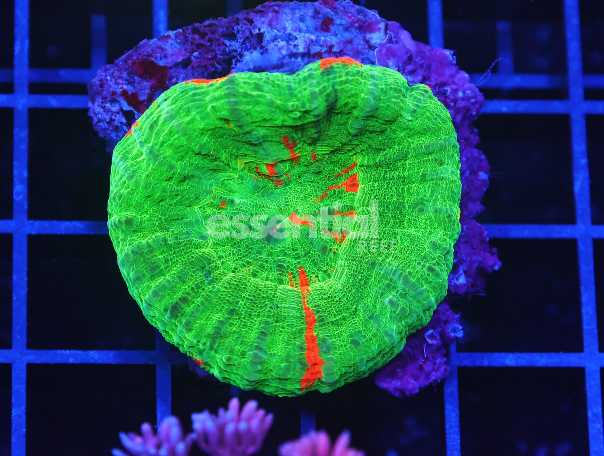 Watermarked - B112 - Aussie Bleeding Apple Scolymia Australis