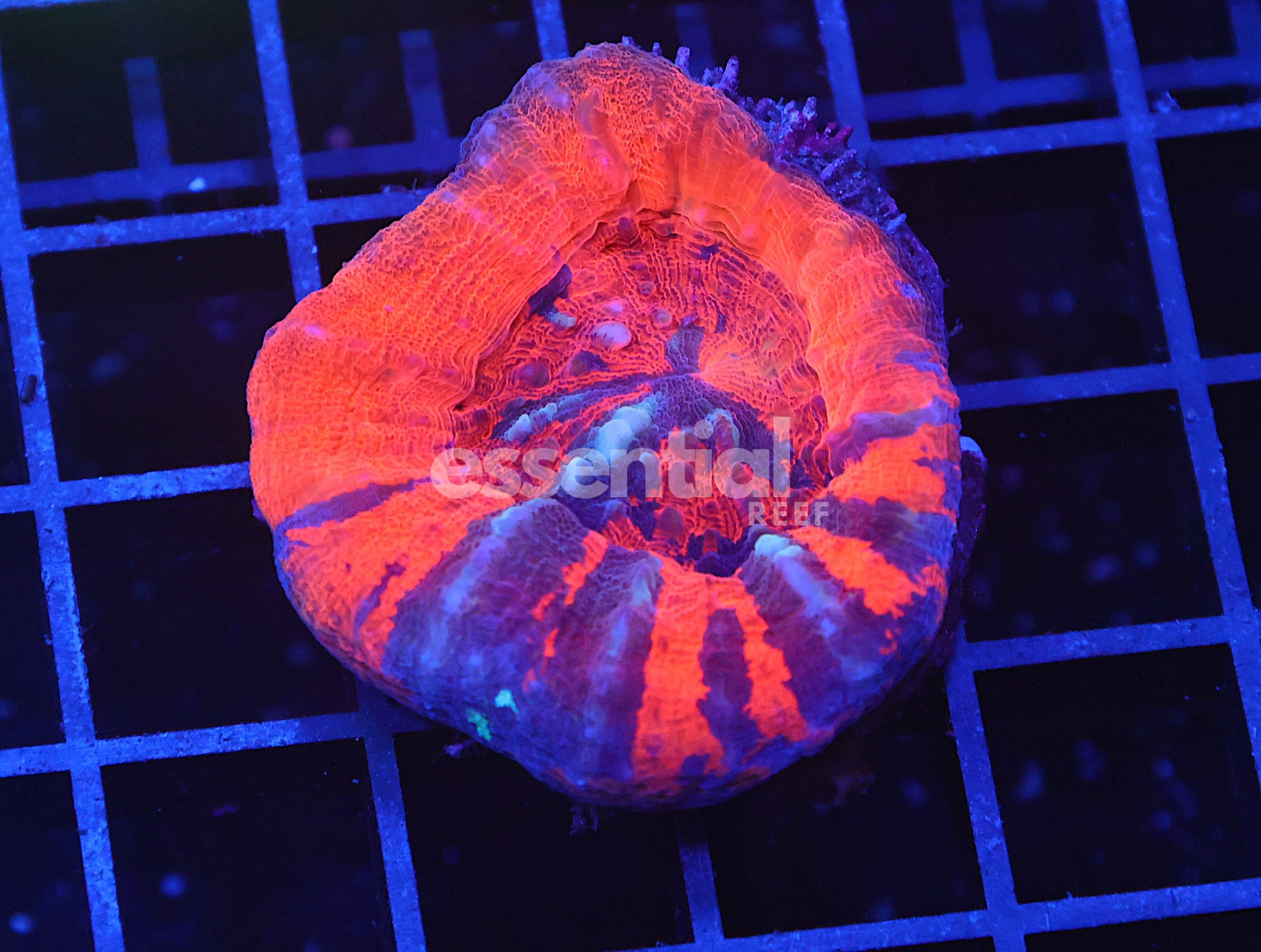 Watermarked - B113 - Aussie War Paint Scolymia Australis