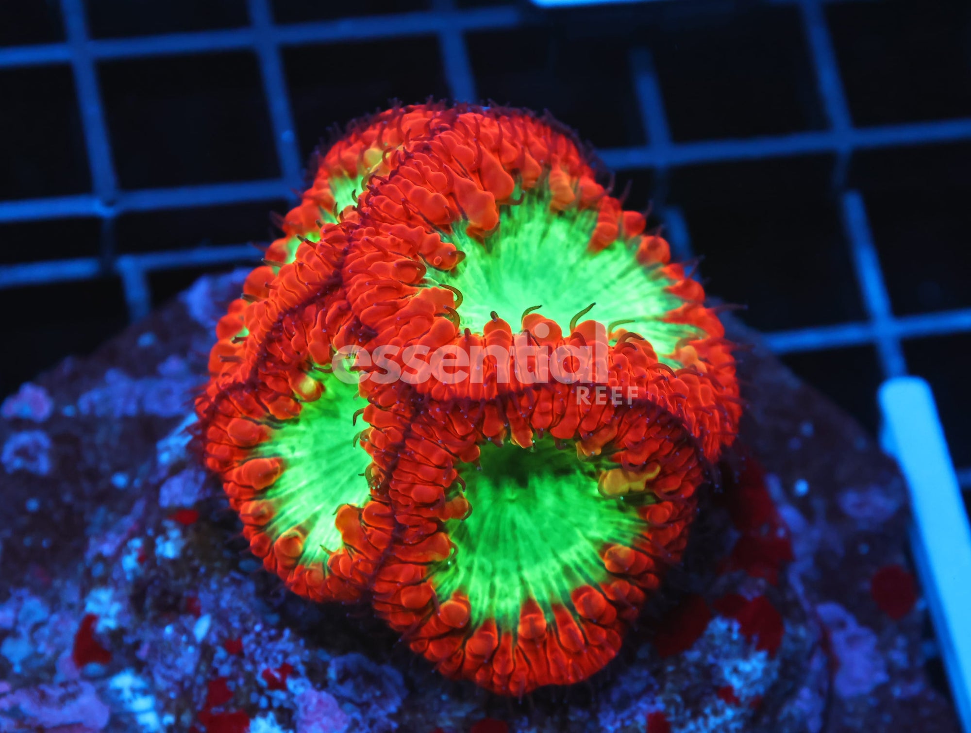 Watermarked - B114 - INDO CRIMSON GLOWLIGHT BLASTO