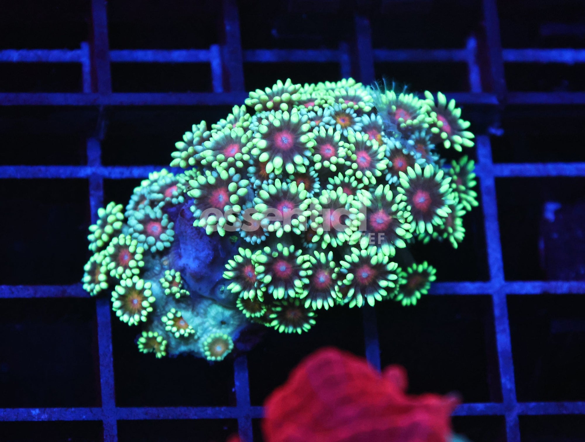 Watermarked - B115 - INDO RED EYE GONIOPORA