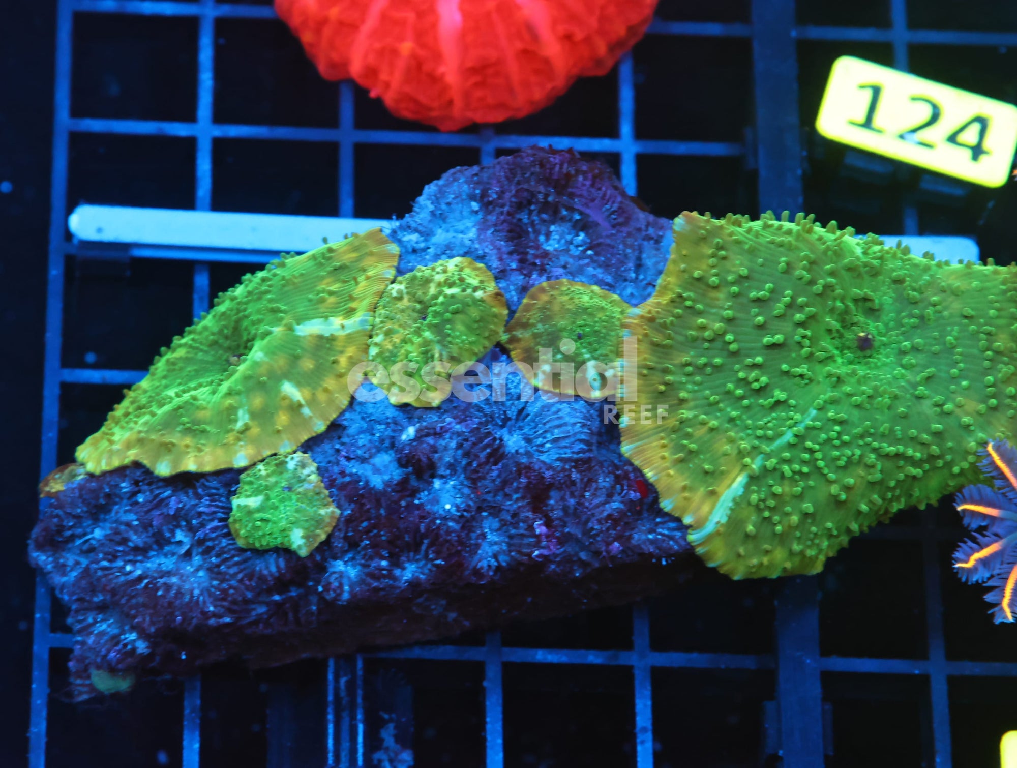 Watermarked - B116 - PAINTED FROG DISCO MUSHROOM