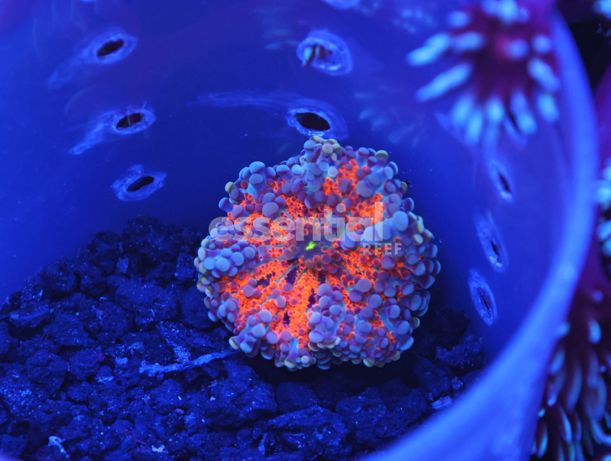 Watermarked - B117 - Indo Heartbreaker Ricordea Mushroom