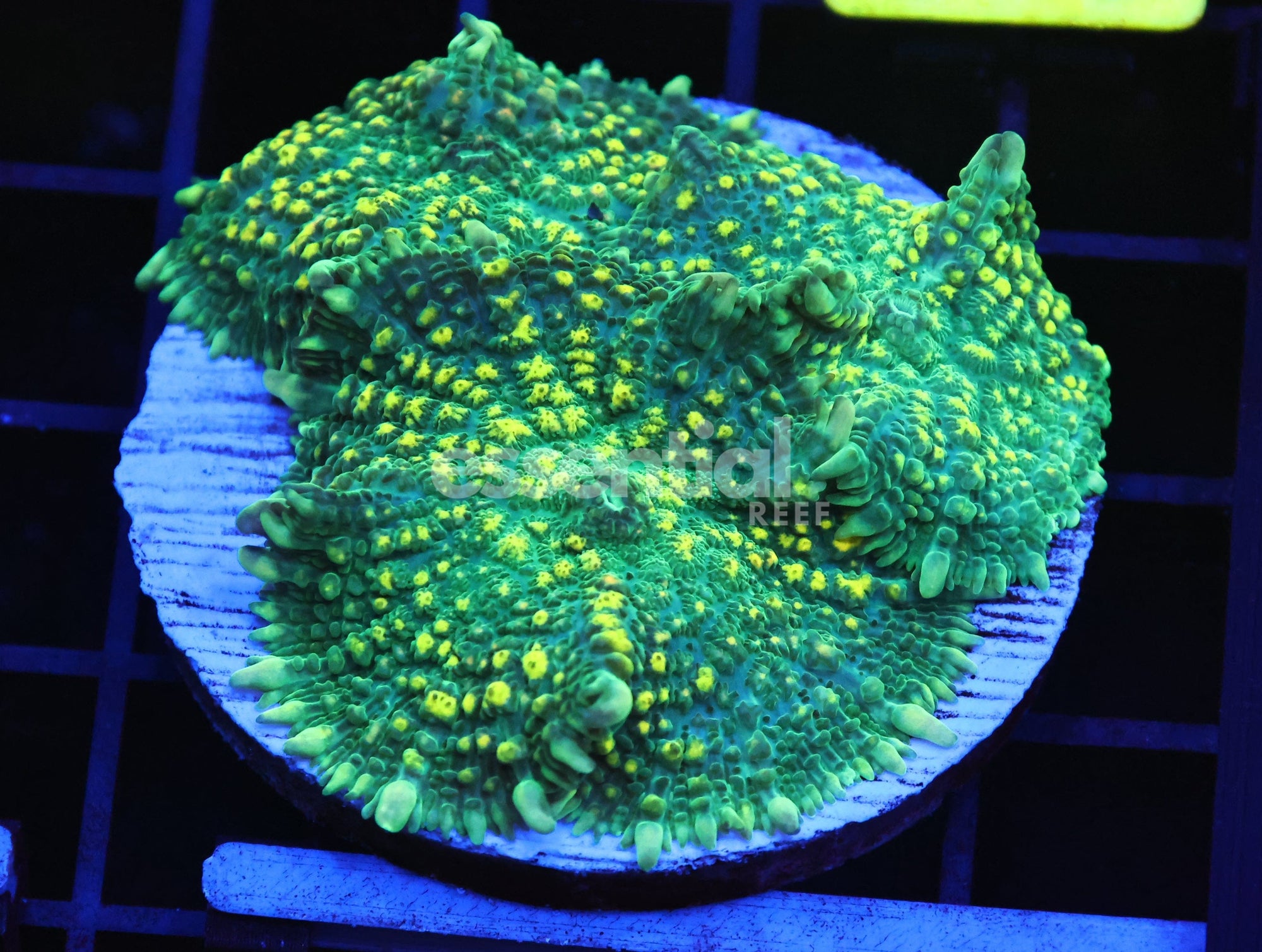 Watermarked - B118 - URANIUM RHODACTIS MUSHROOM