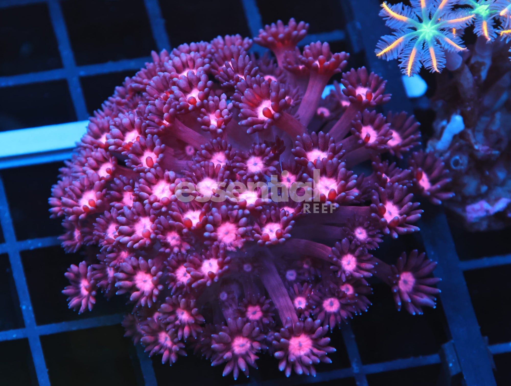 Watermarked - B119 - INDO CHERRY BLOSSOM GONIOPORA