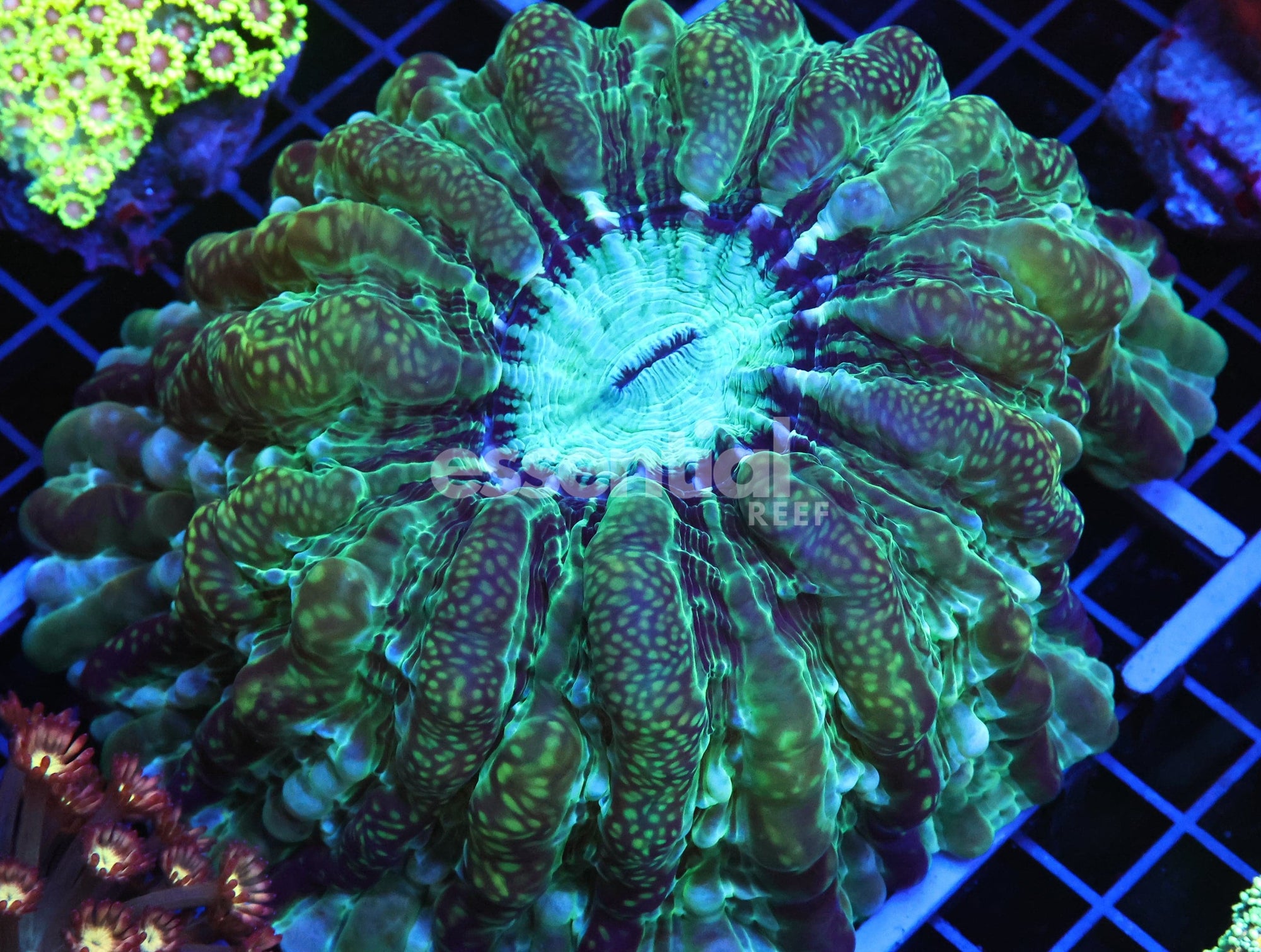 Watermarked - B12 -URANIUM INDOPHYLLIA