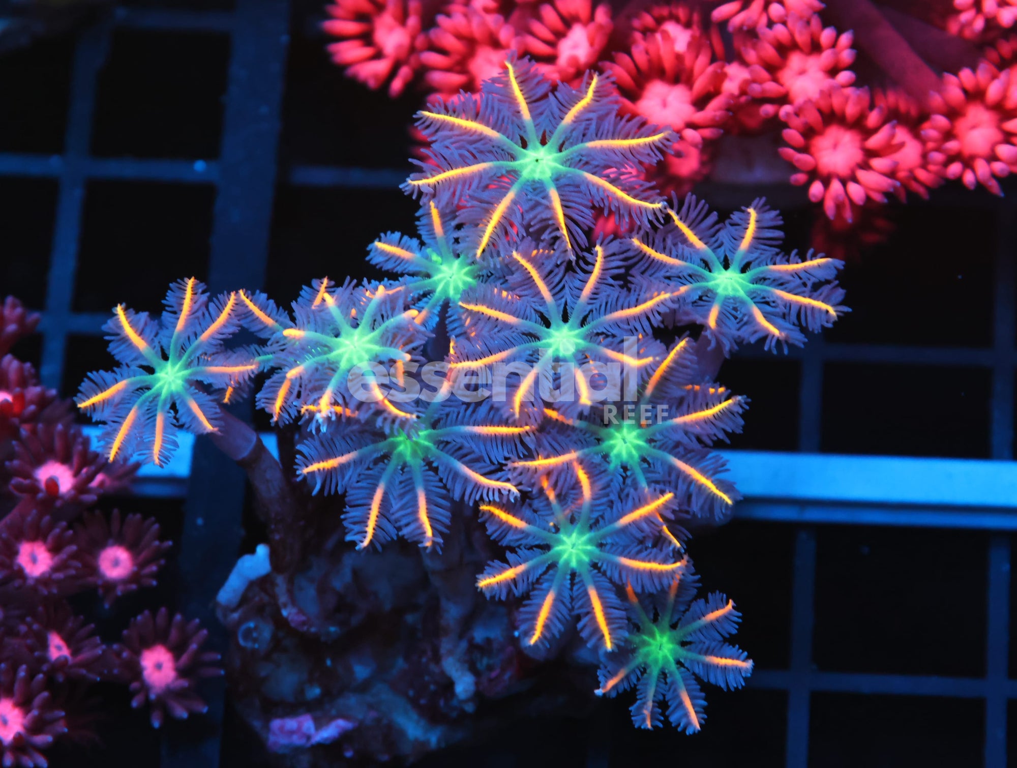 Watermarked - B120 - INDO GLOVE POLYP FIREWORKS