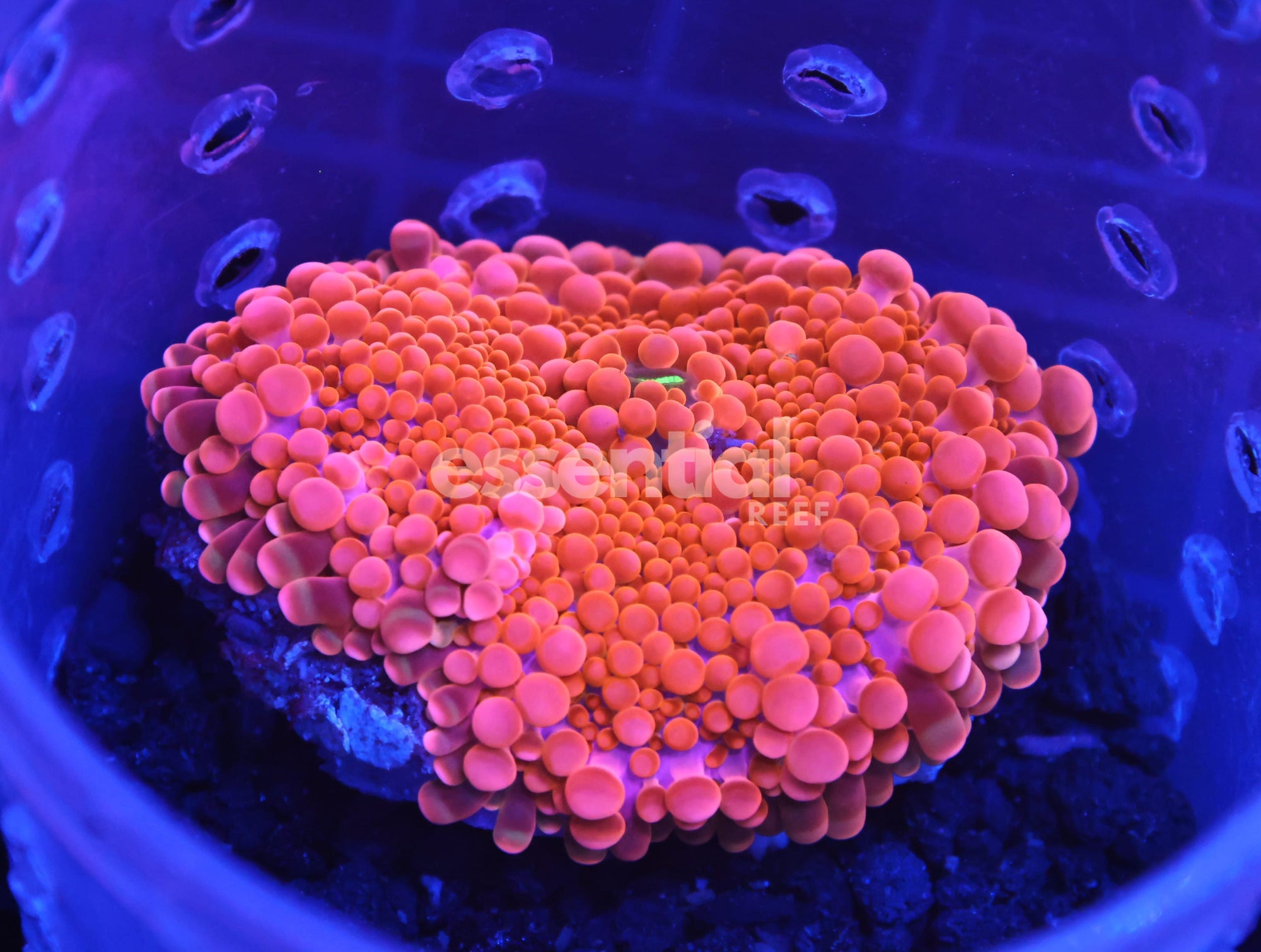 Watermarked - B122 - Blood Orange Ricordea Mushroom