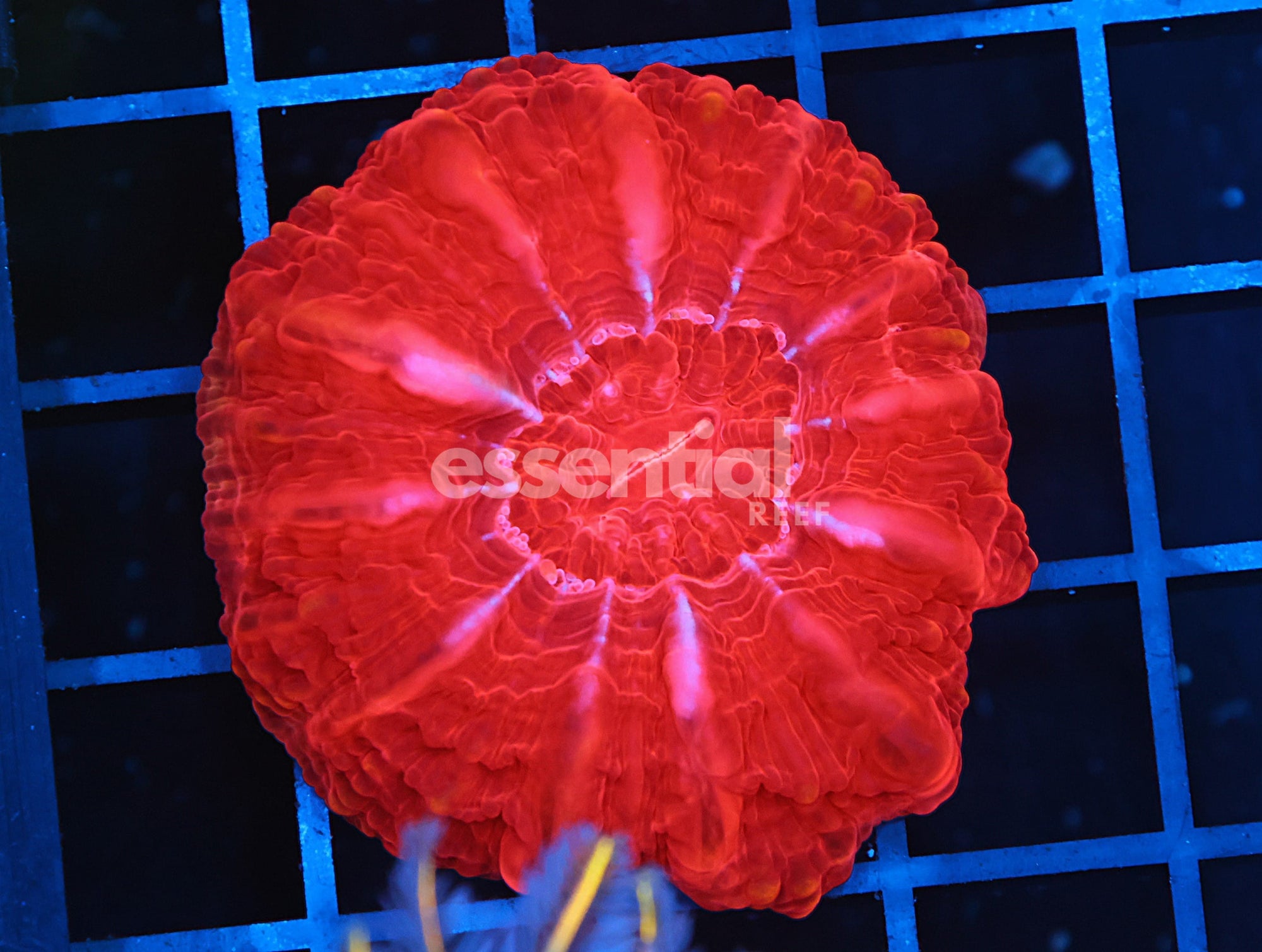 Watermarked - B123 - INDO RED HOT CYNARINA
