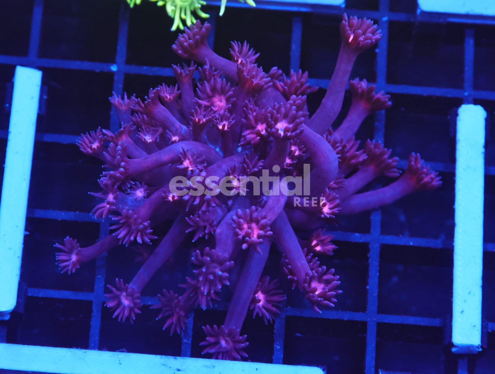 Watermarked - B124 - Indo Cherry Blossom Goniopora