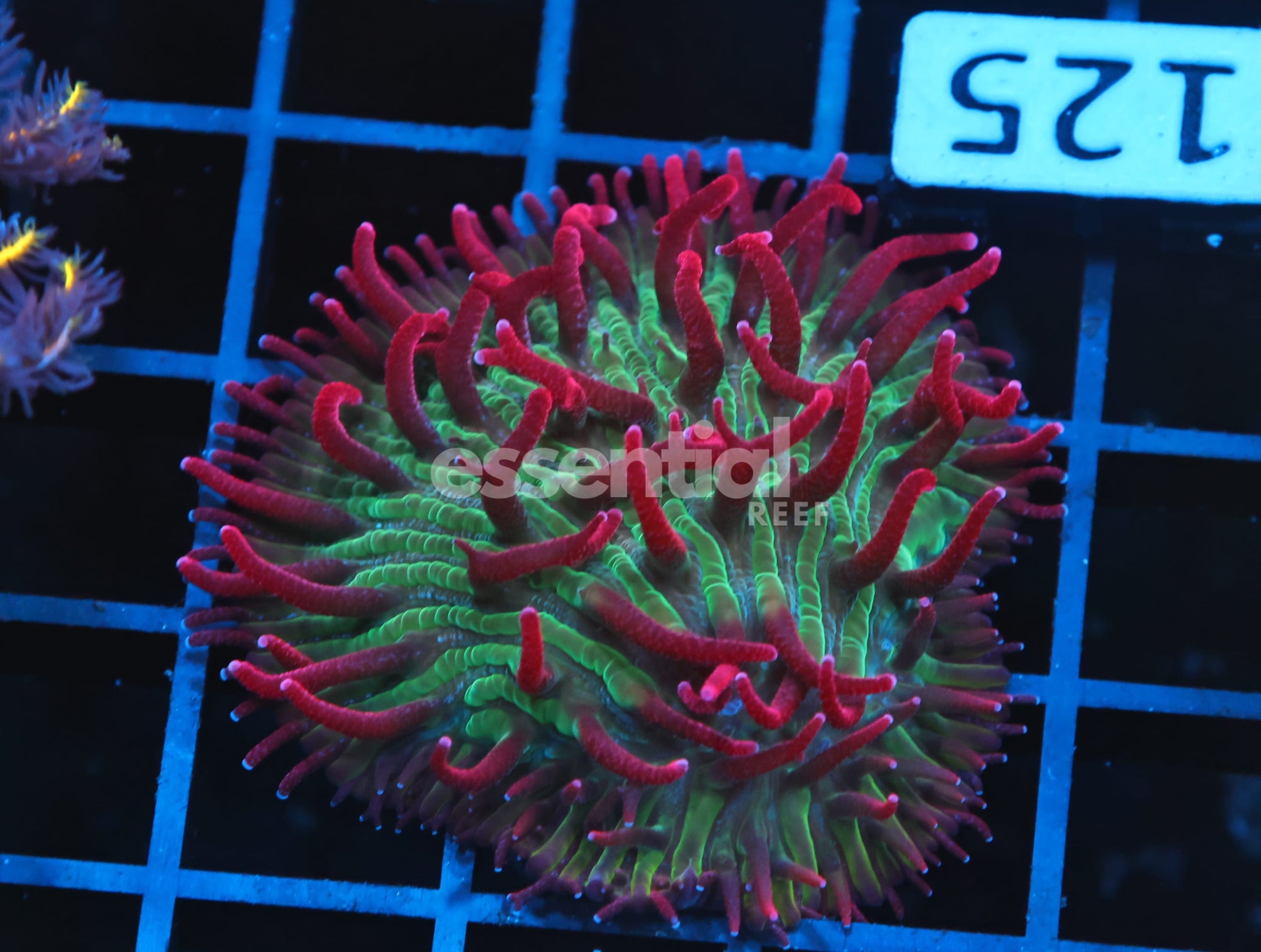 Watermarked - B125 - INDO WATERMELON JOLLY RANCHER DIASERIS