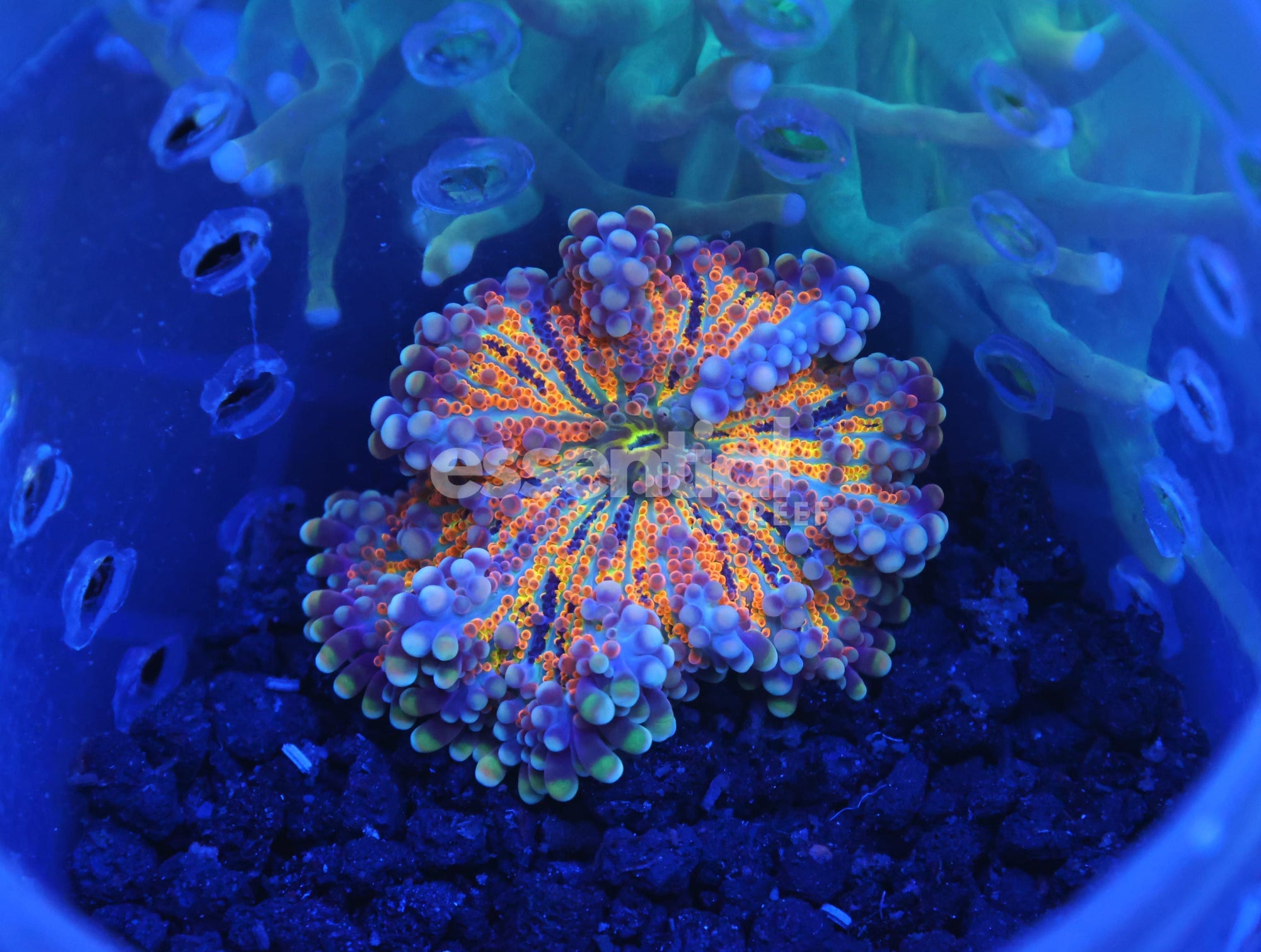Watermarked - B126 - Rainbow Ricordea Mushroom