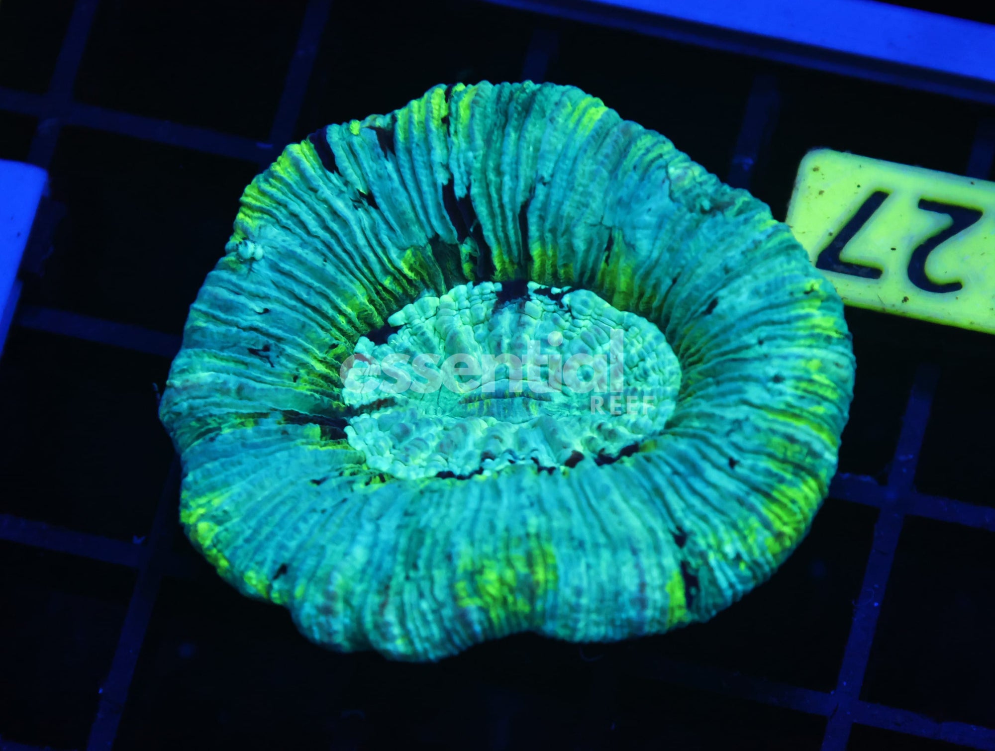 Watermarked - B127 - Mint Swirl Trachy