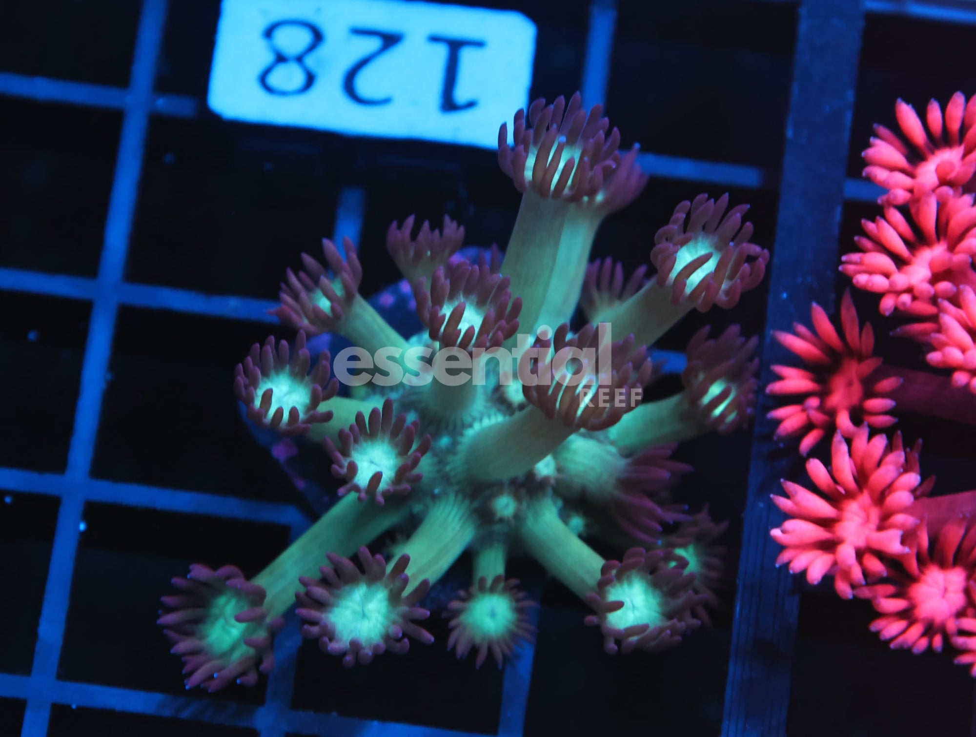 Watermarked - B128 - INDO BLOW POP GONIOPORA