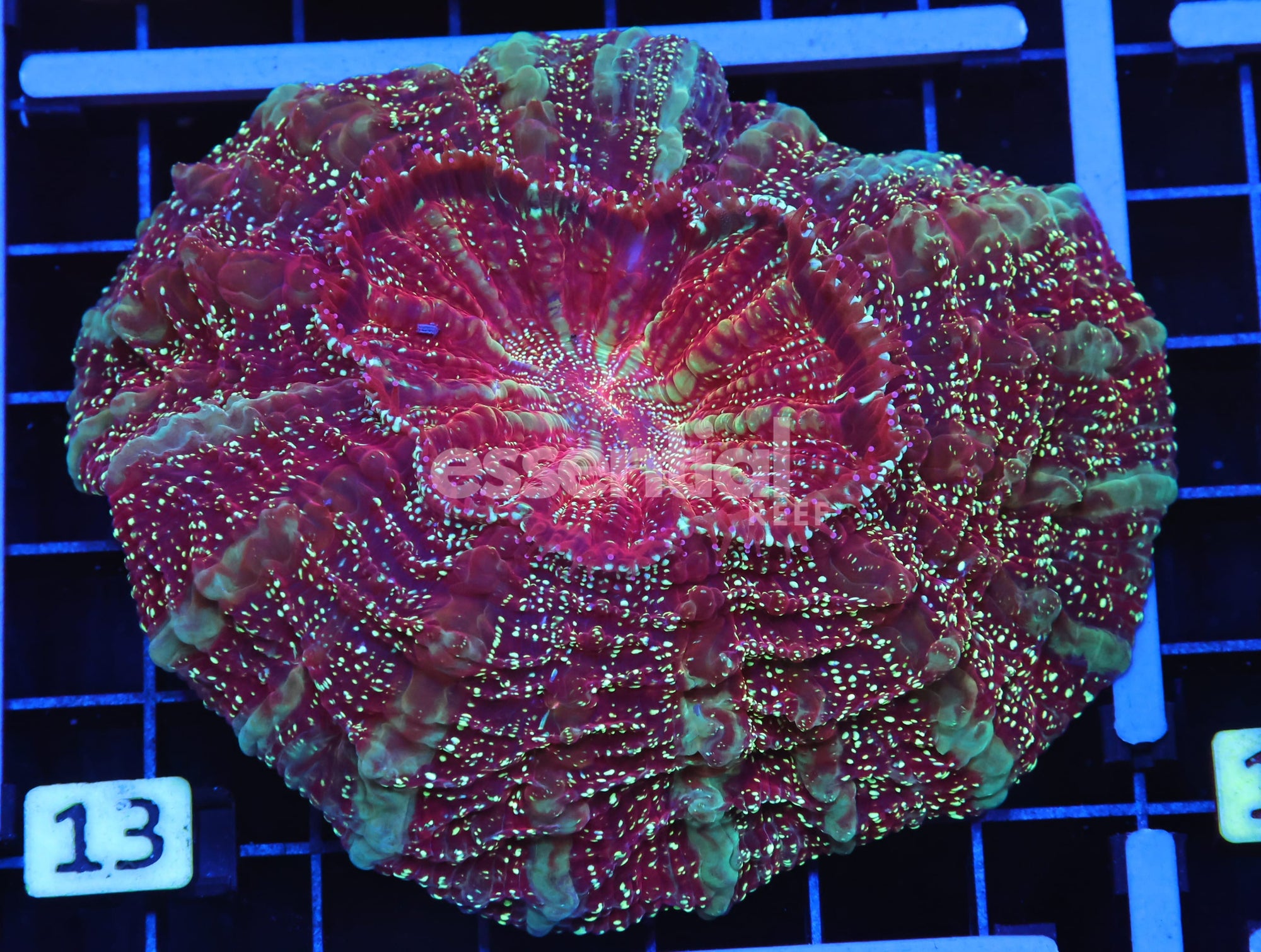 Watermarked - B13 -MALAYSIAN SPACE DUST ACANTHOPHYLLIA