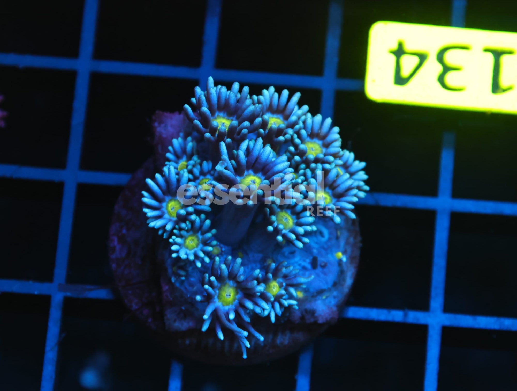 Watermarked - B134 - AUSSIE BLUE YELLOW EYE GONIOPORA CULTURED