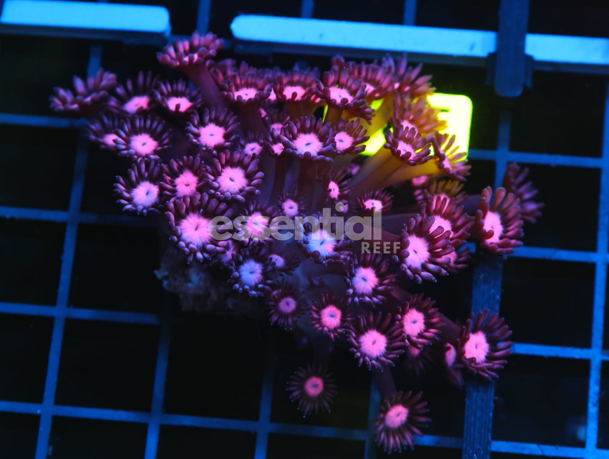 Watermarked - B135 - INDO CHERRY BLOSSOM GONIOPORA