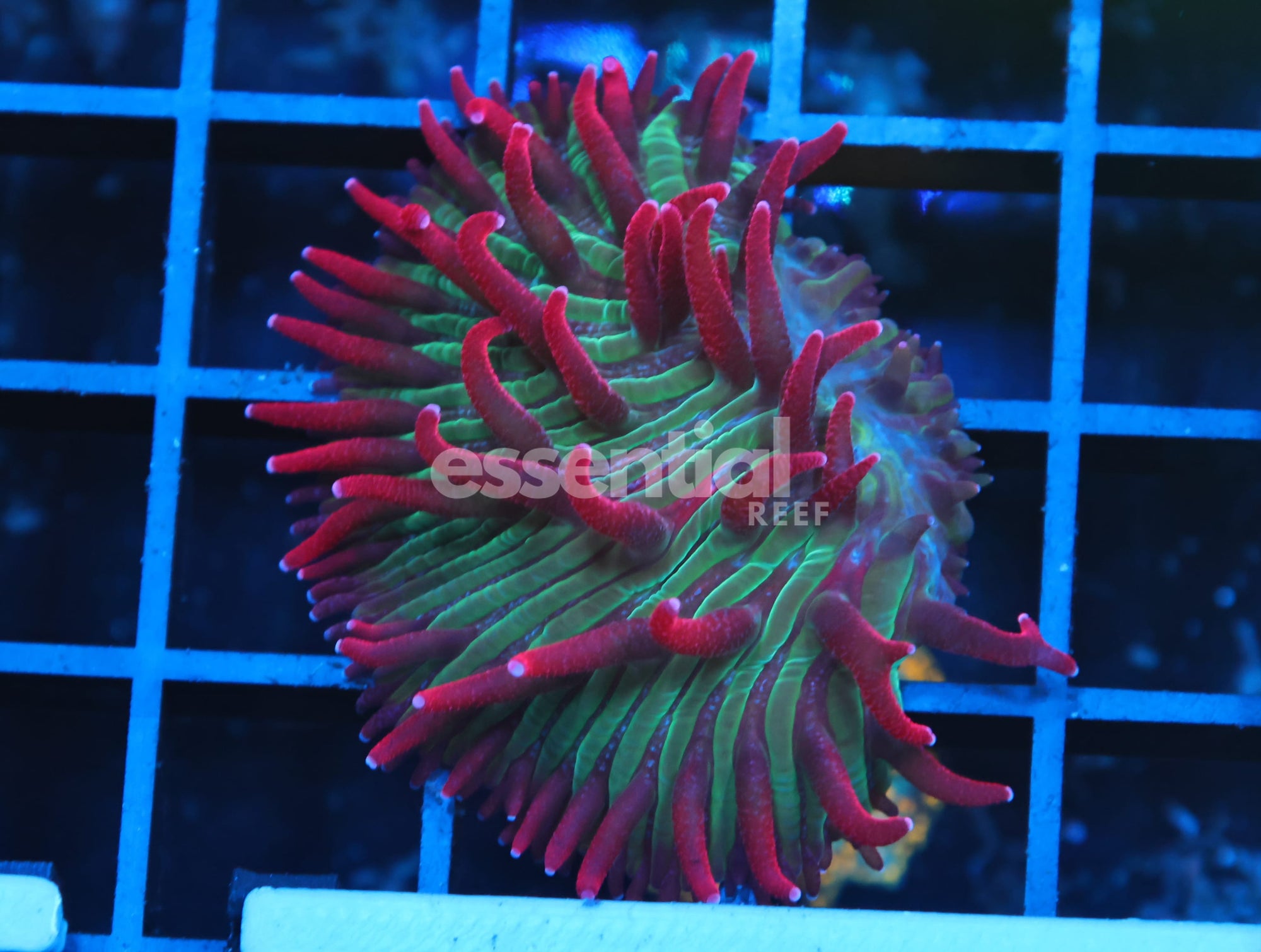 Watermarked - B139 - INDO WATERMELON JOLLY RANCHER DIASERIS