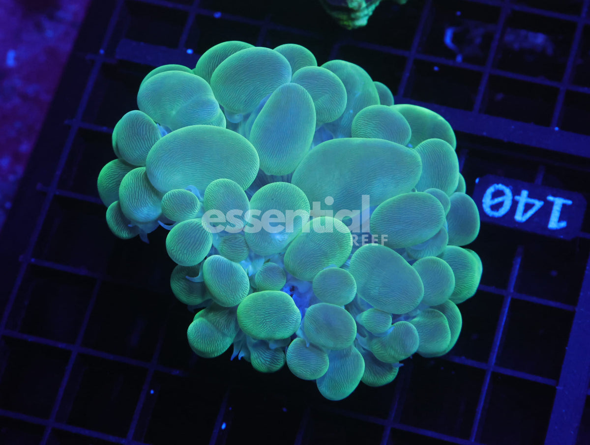 Watermarked - B140 - Indo Radioactive Bubble Coral