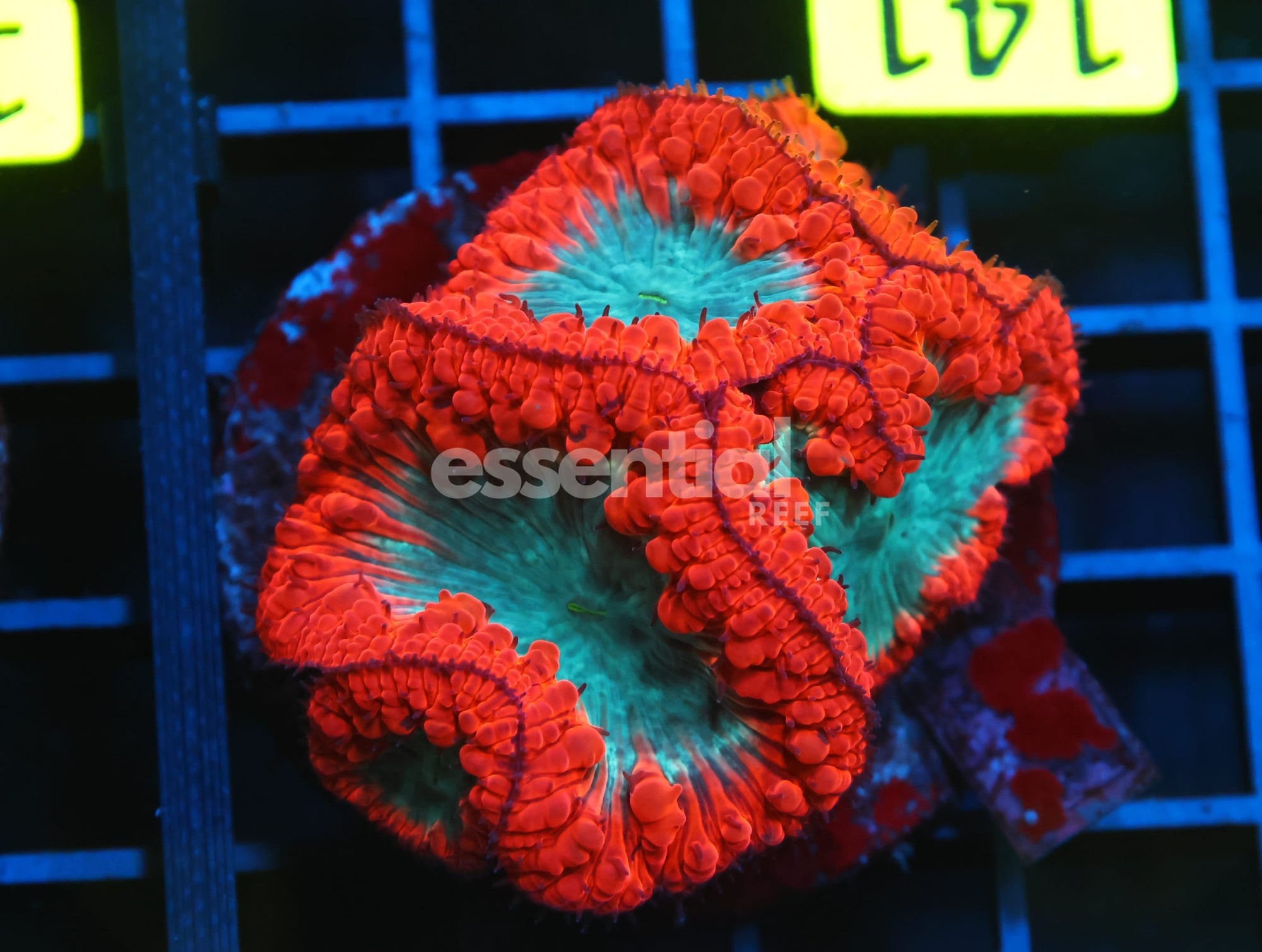 Watermarked - B141 - INDO CRIMSON GLOWLIGHT BLASTO