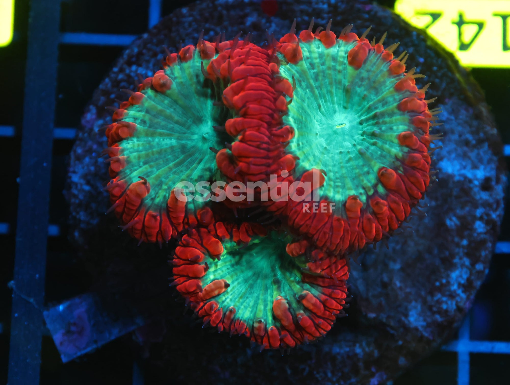 Watermarked - B142 - INDO CRIMSON GLOWLIGHT BLASTO