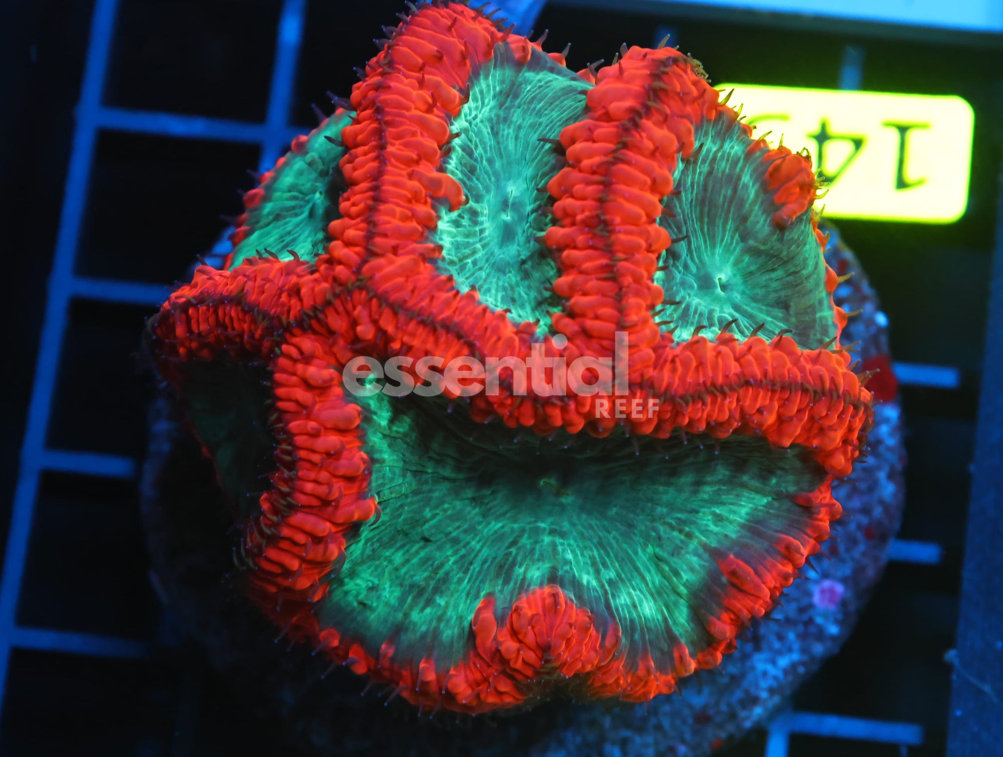 Watermarked - B143 - INDO CRIMSON GLOWLIGHT BLASTO