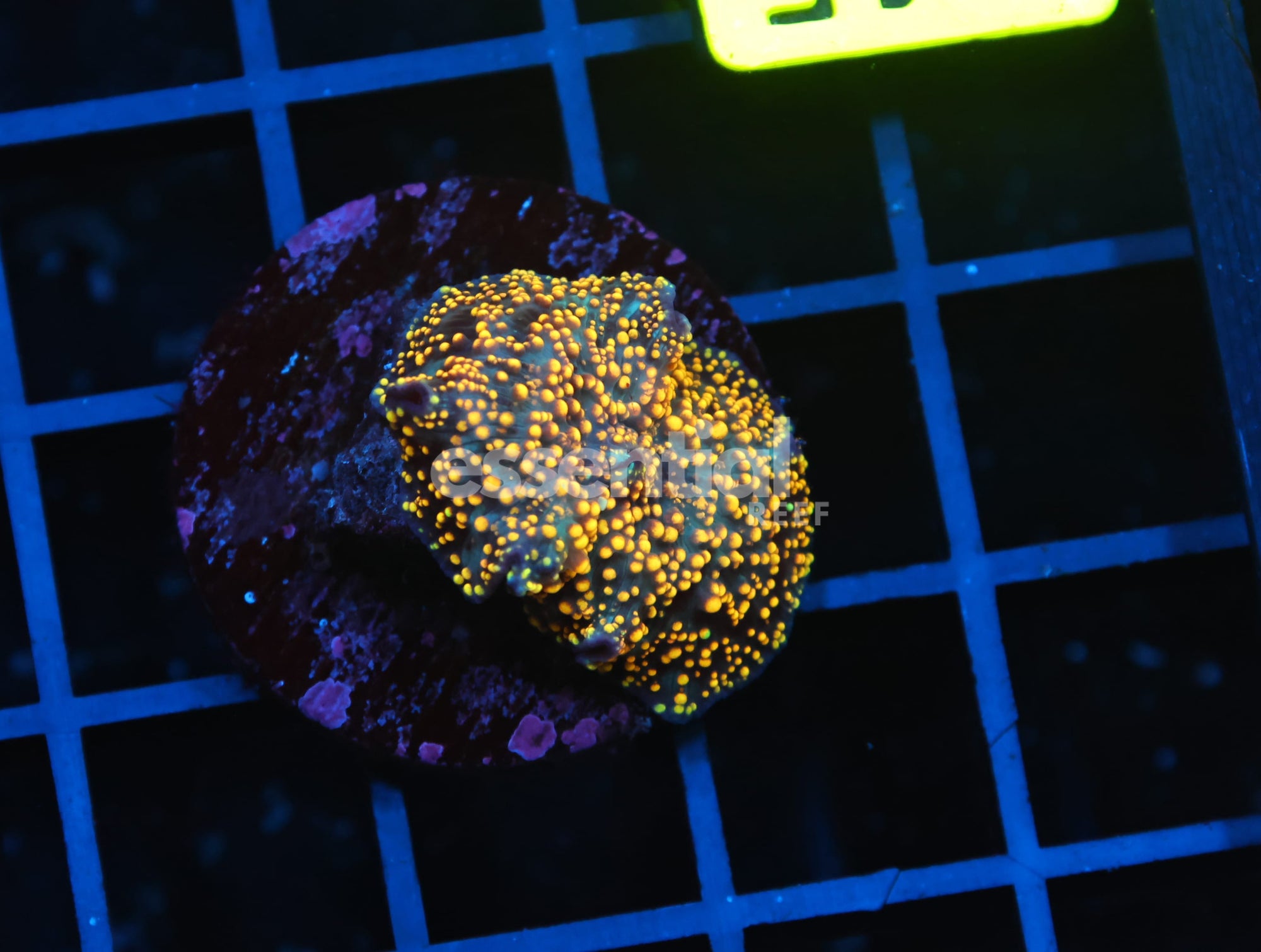 Watermarked - B145 - INTERSTELLAR DISCO MUSHROOM CULTURED