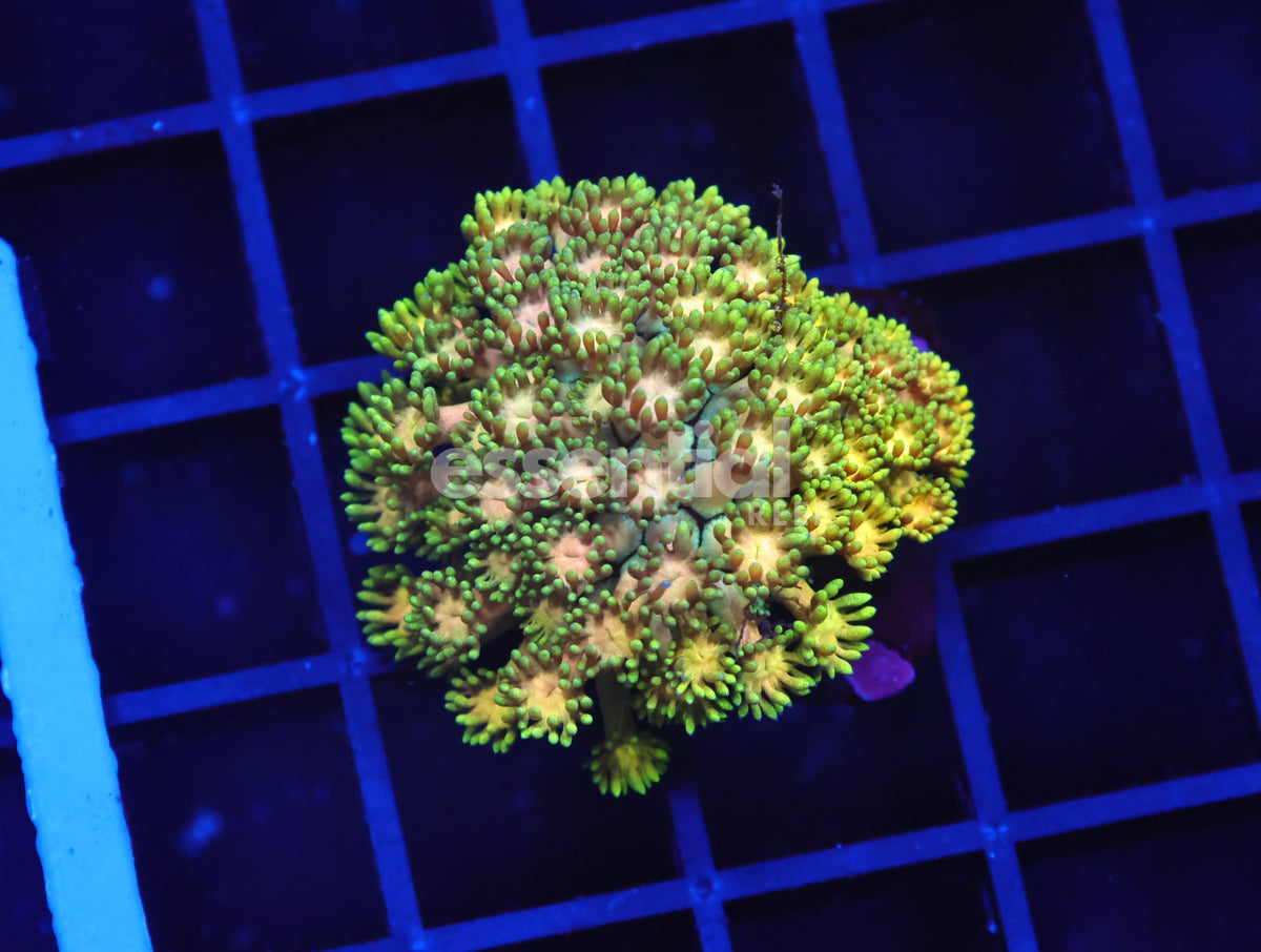 Watermarked - B146 - Indo Electric Yellow Goniopora