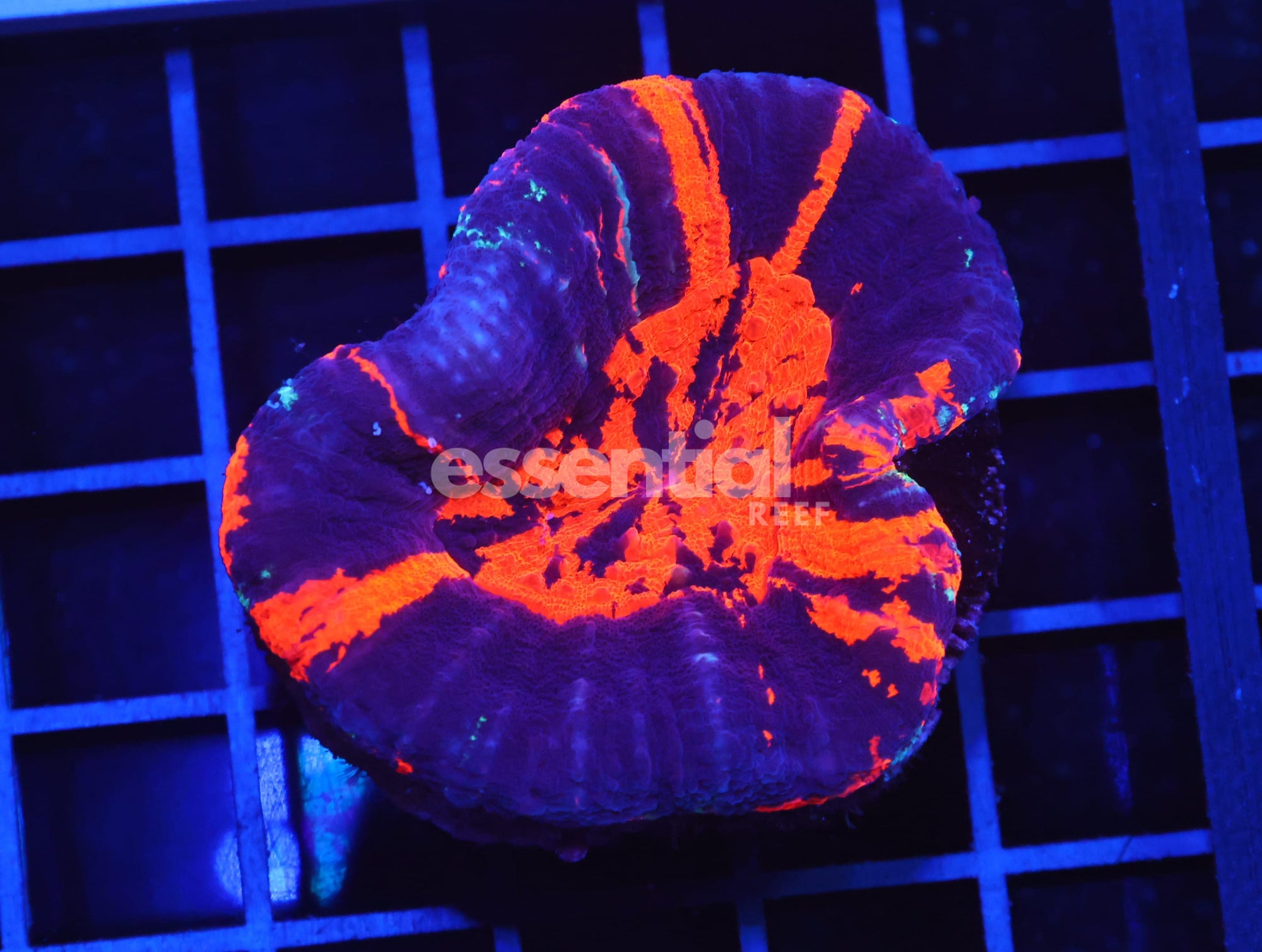 Watermarked - B147 - Aussie War Paint Scolymia Australis